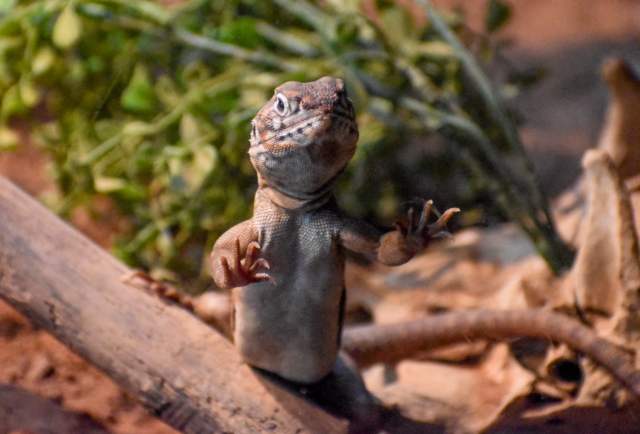 Central Netted Dragon