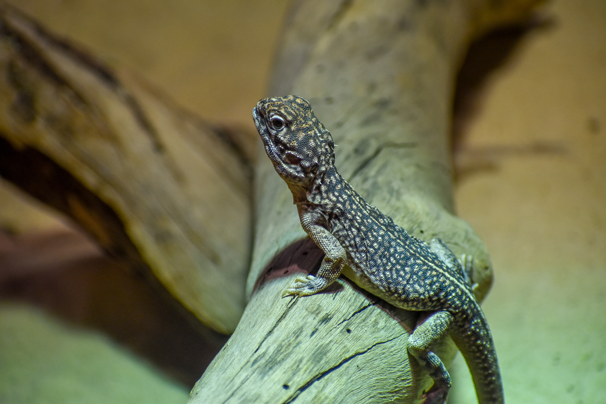 Central Netted Dragon