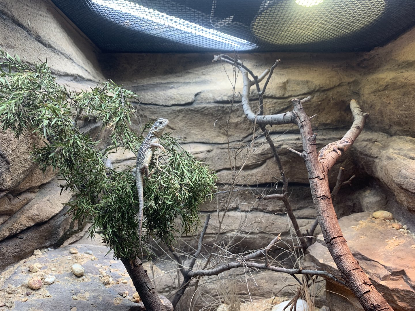 Central Netted Dragon