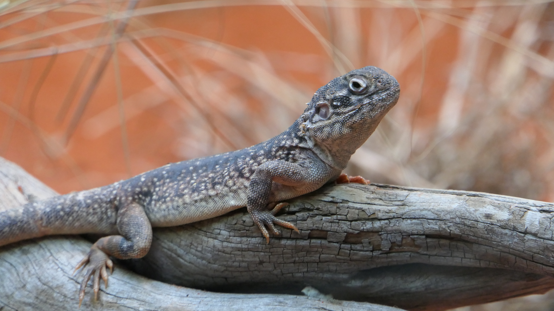 Central Netted Dragon