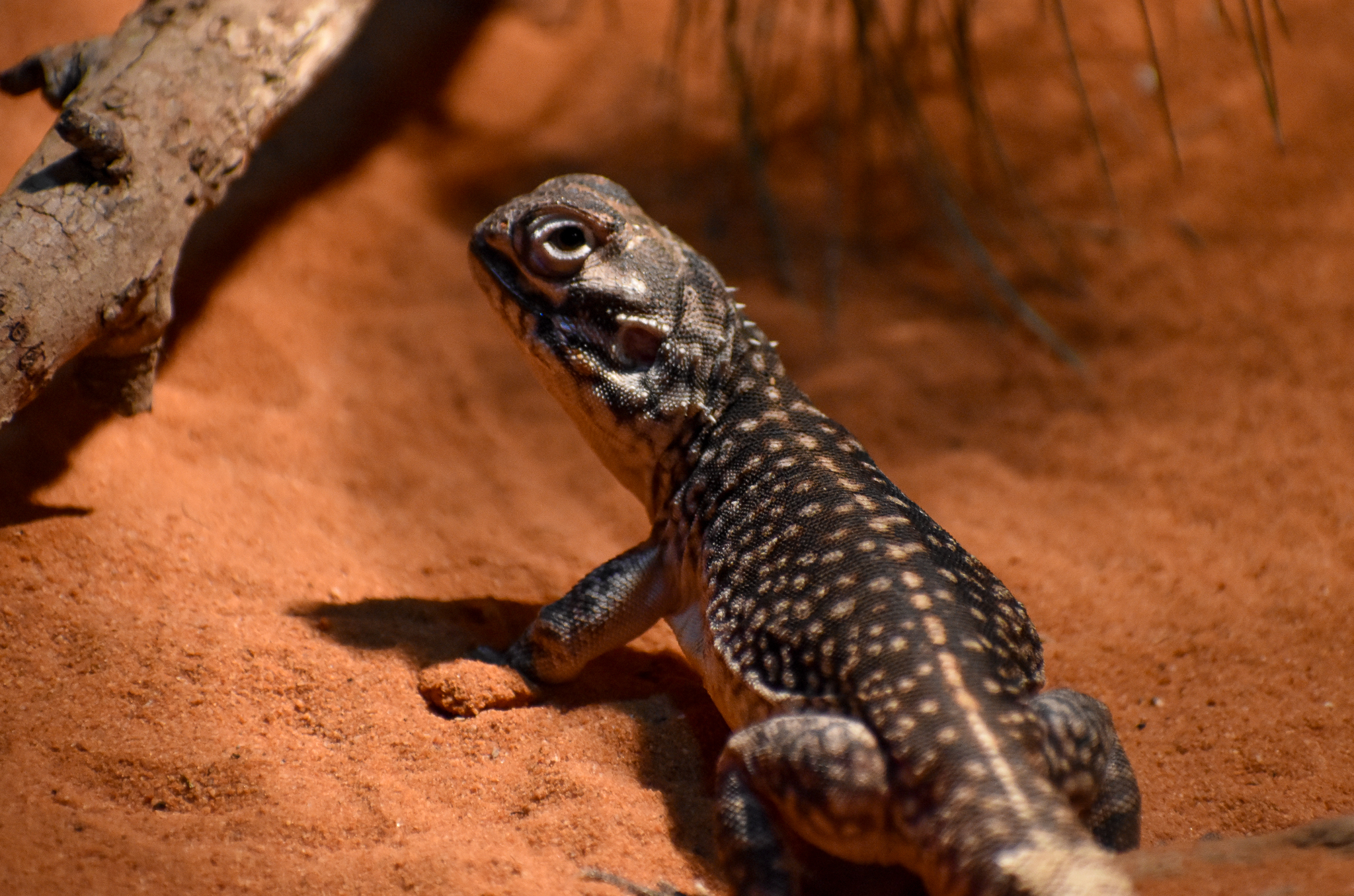 Central Netted Dragon