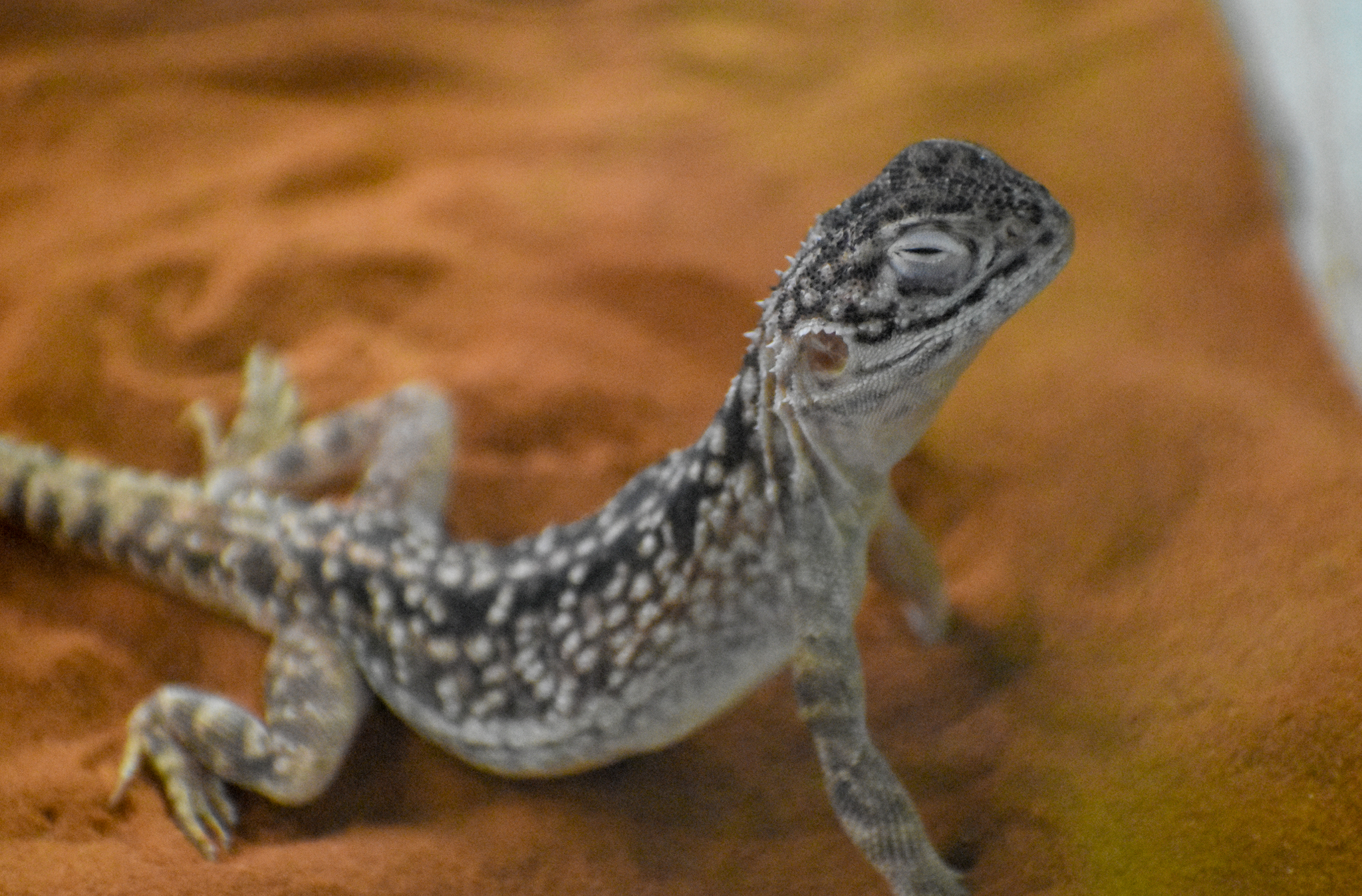 Central Netted Dragon