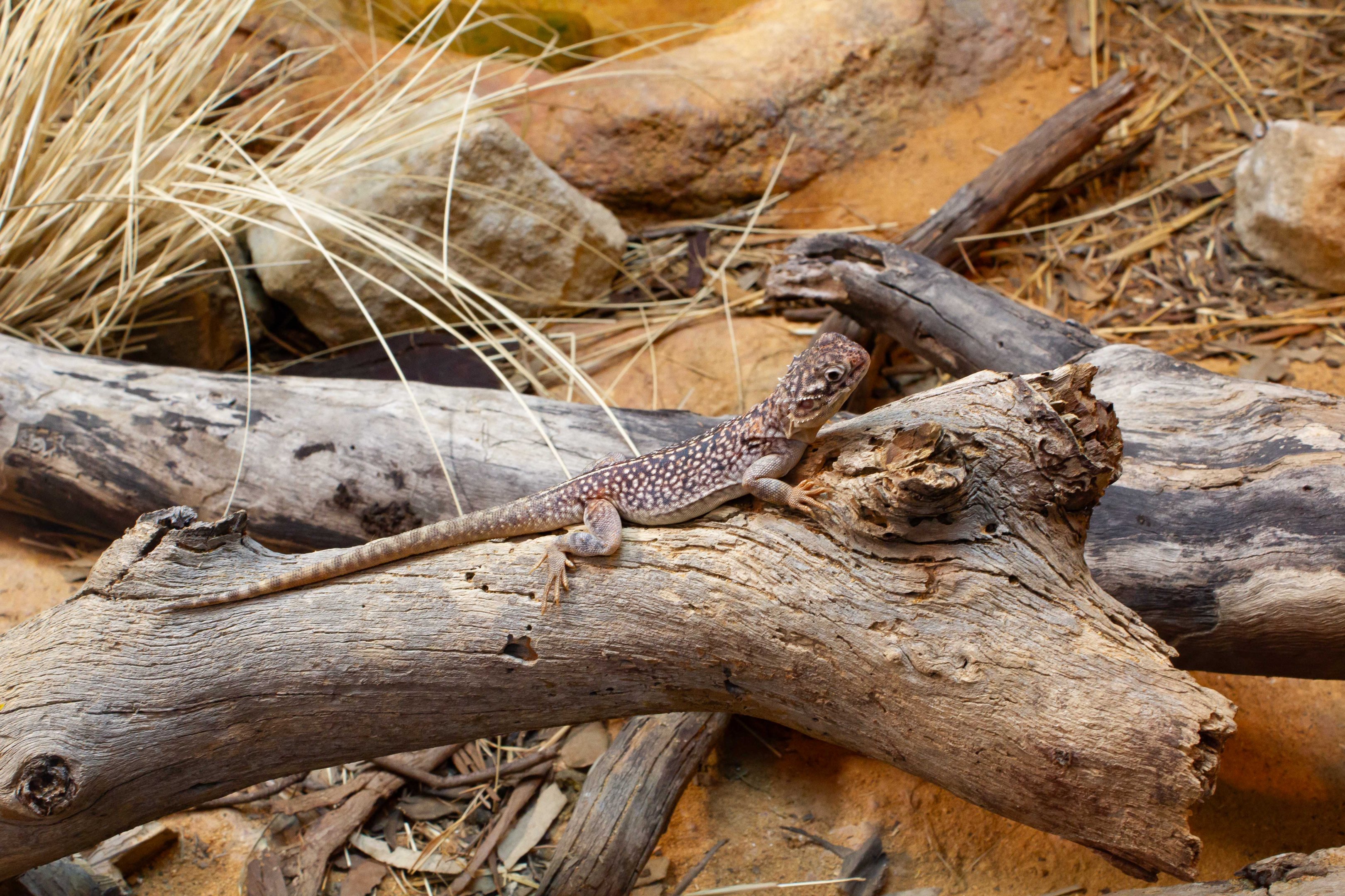 Central Netted Dragon