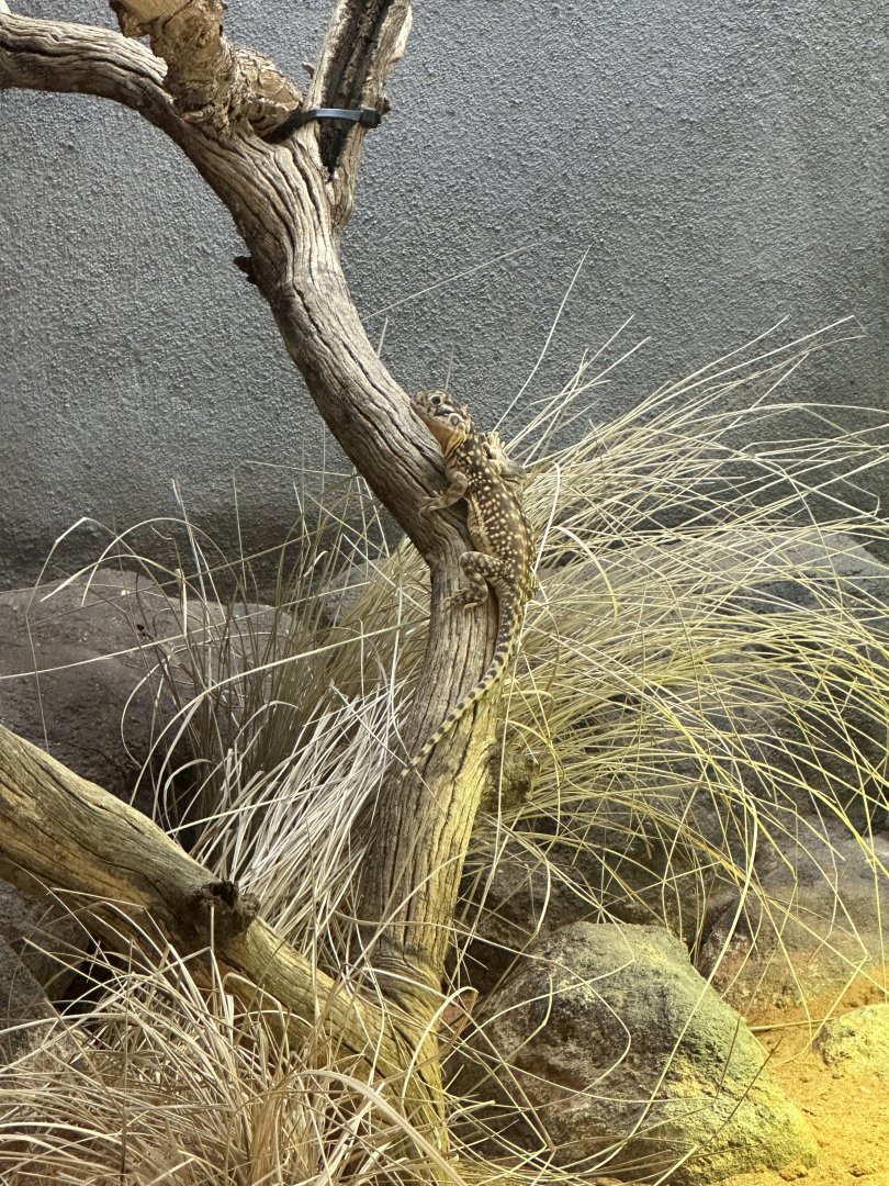 Central netted dragon