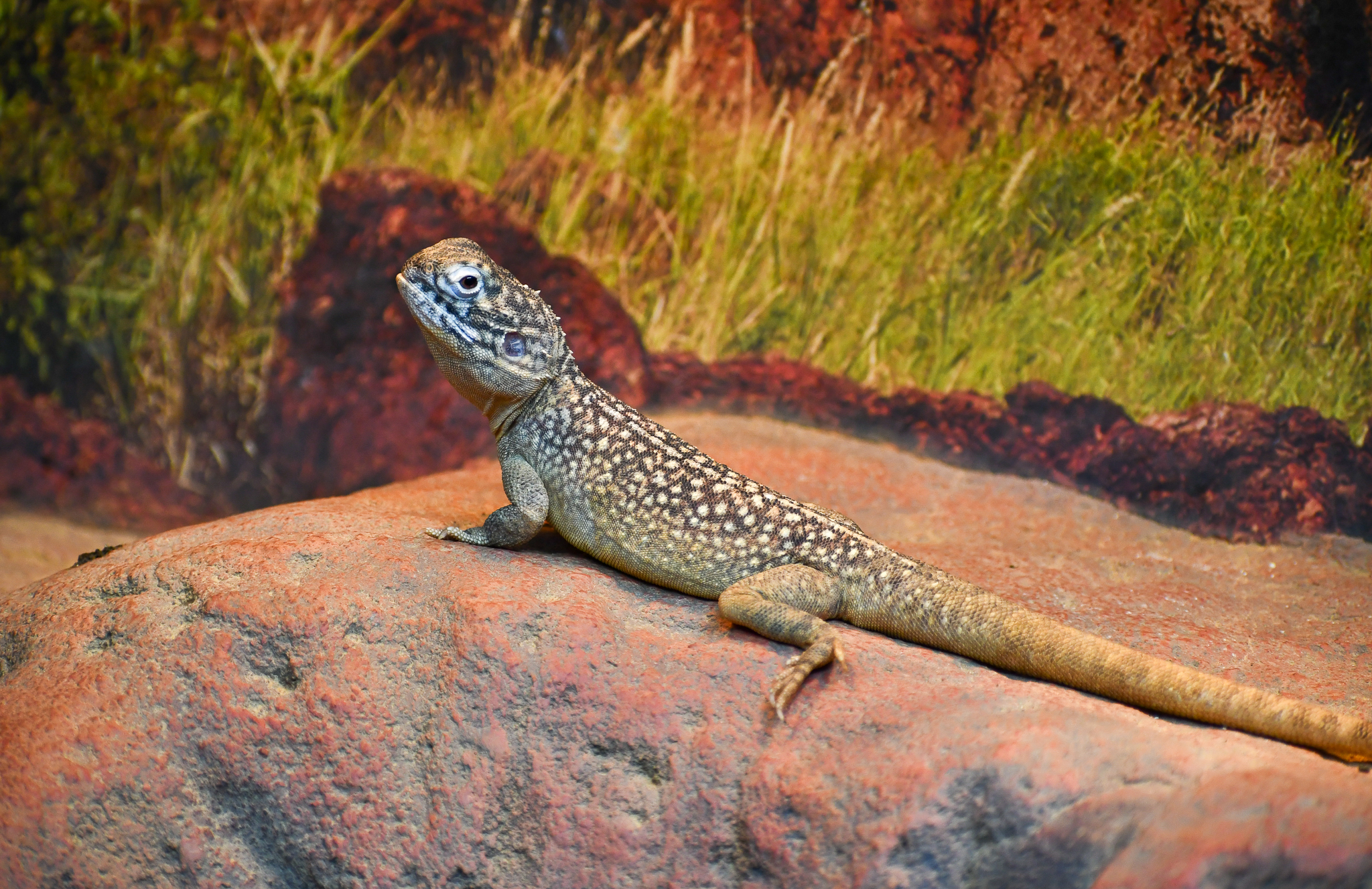 Central Netted Dragon