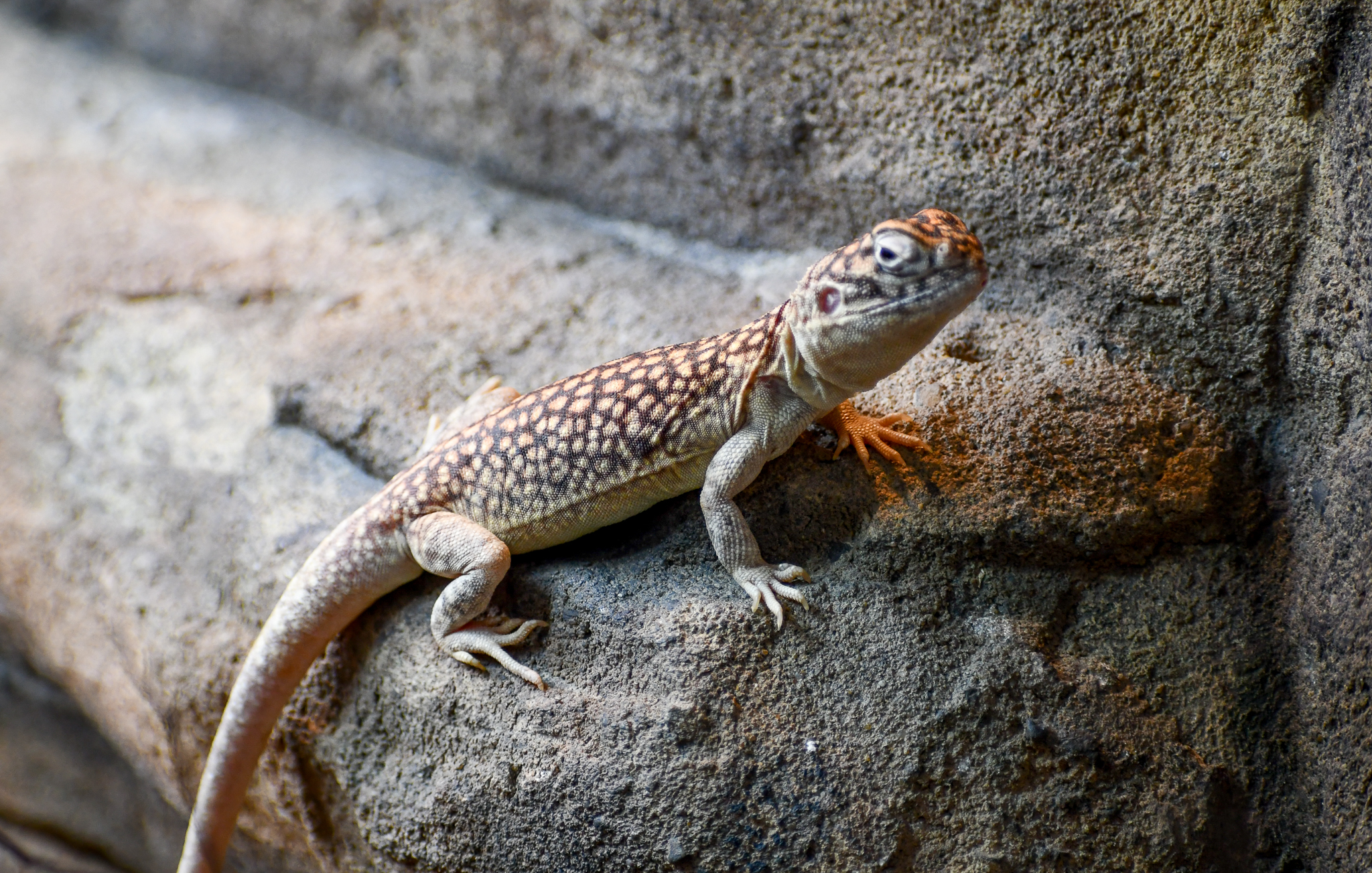 Central Netted Dragon