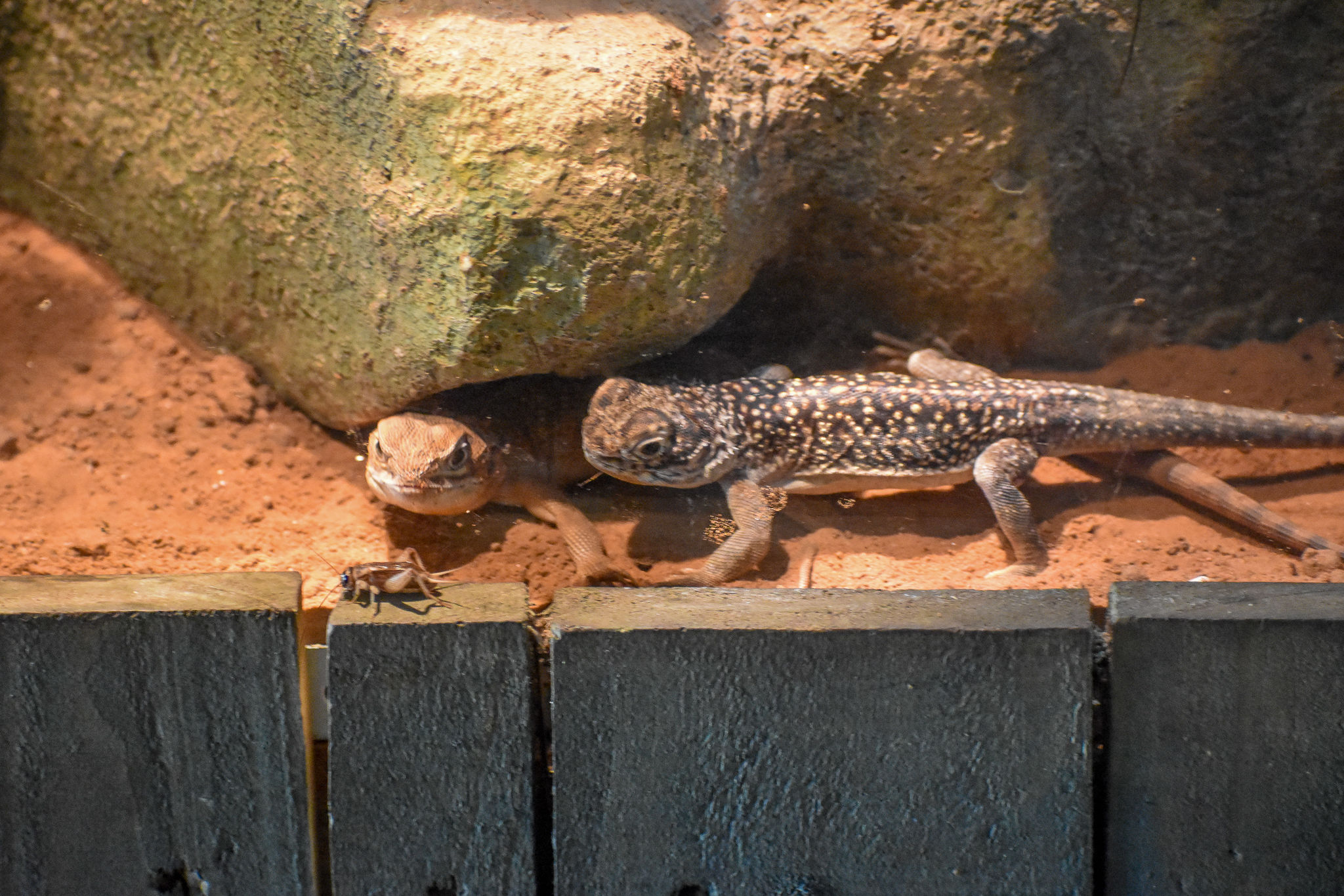 Central Netted Dragons