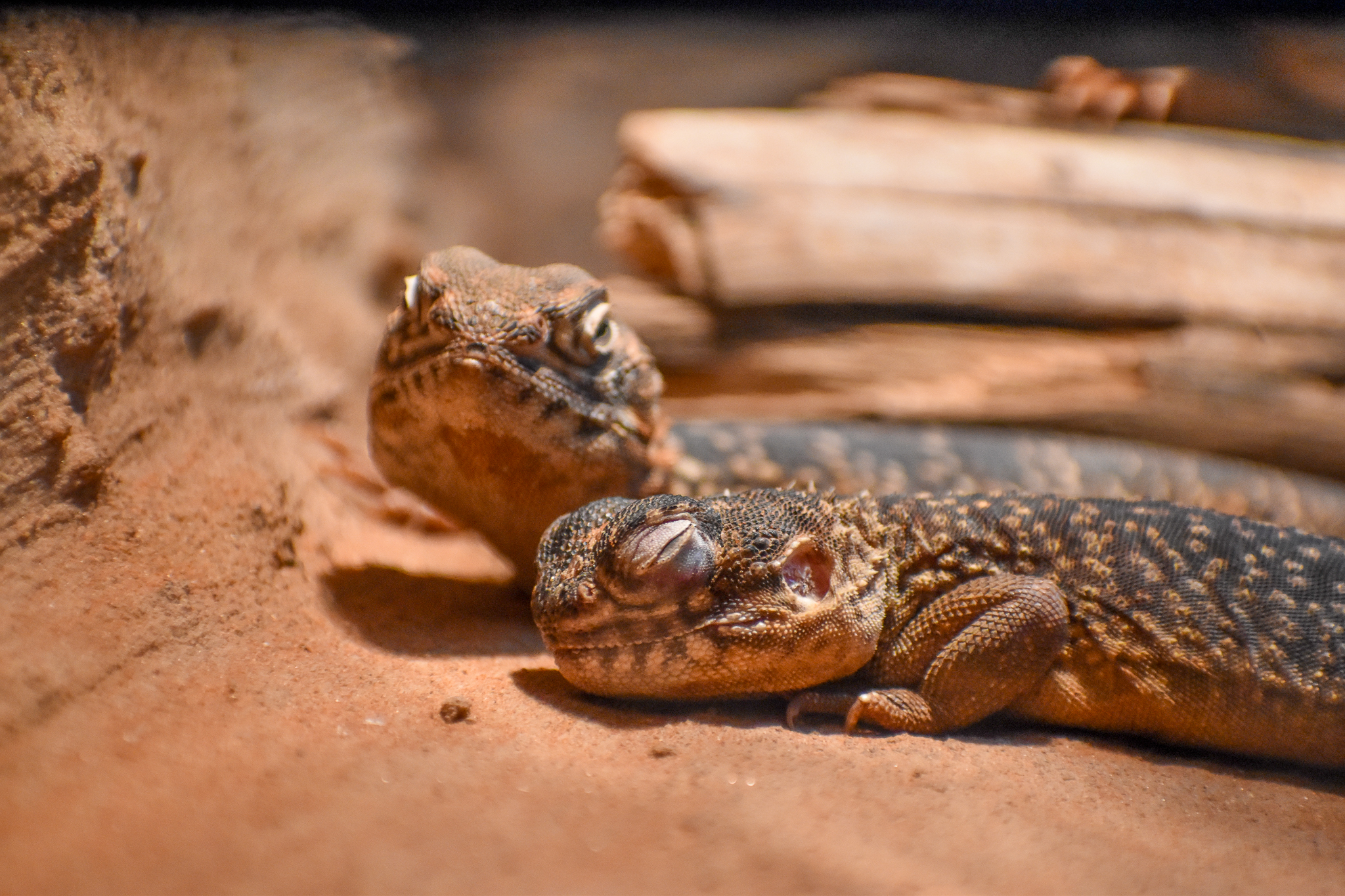 Central Netted Dragons