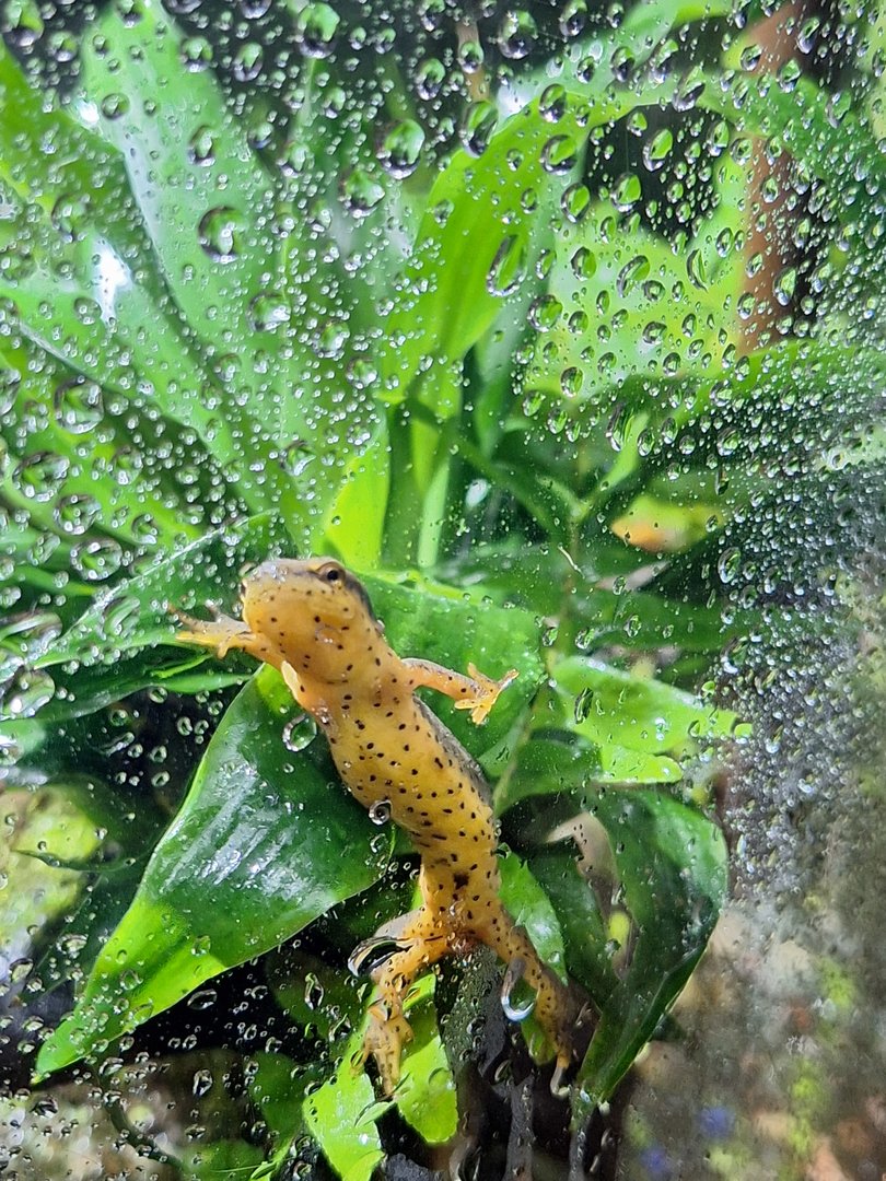Central Newt (Notophthalmus viridescens louisianensis)