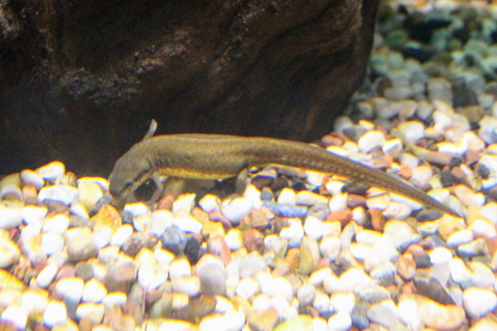 Central Newt