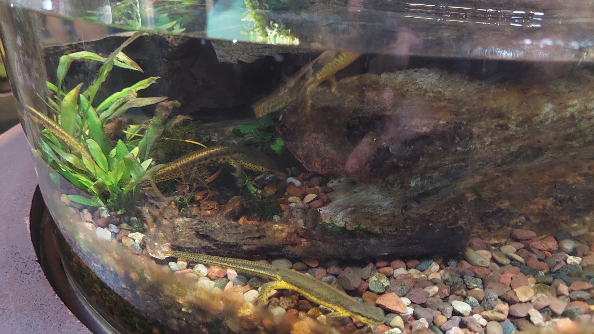 Central Newts in Amphibian terrarium 1