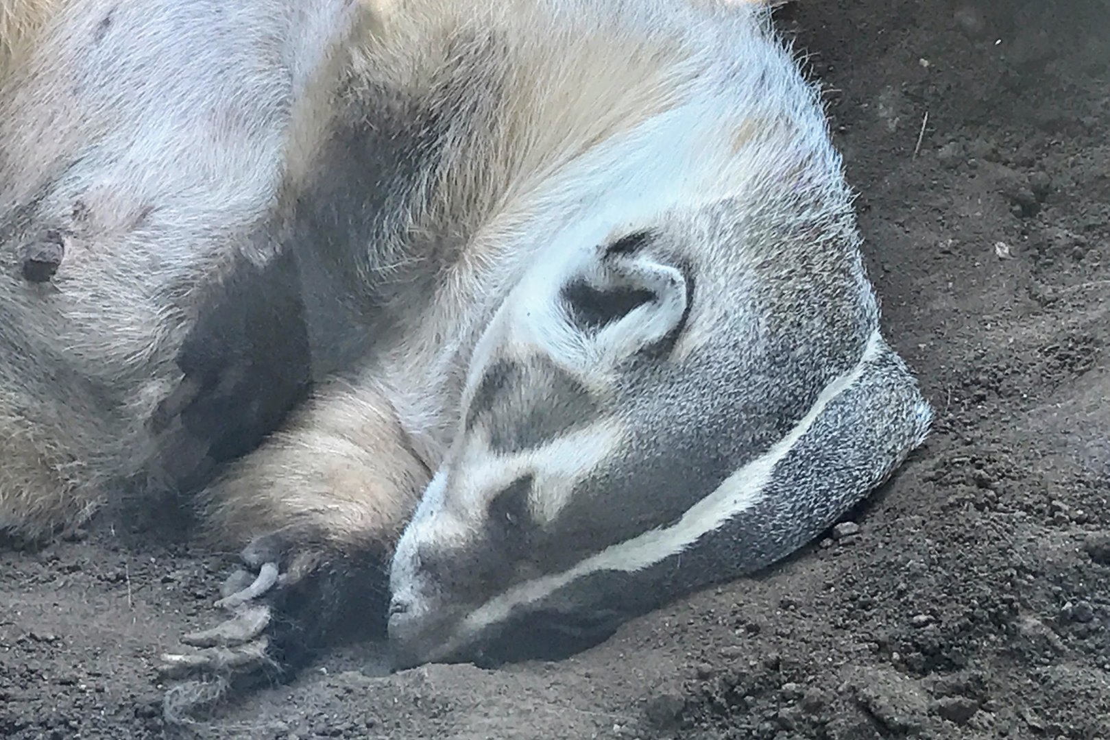 Central North American Badger