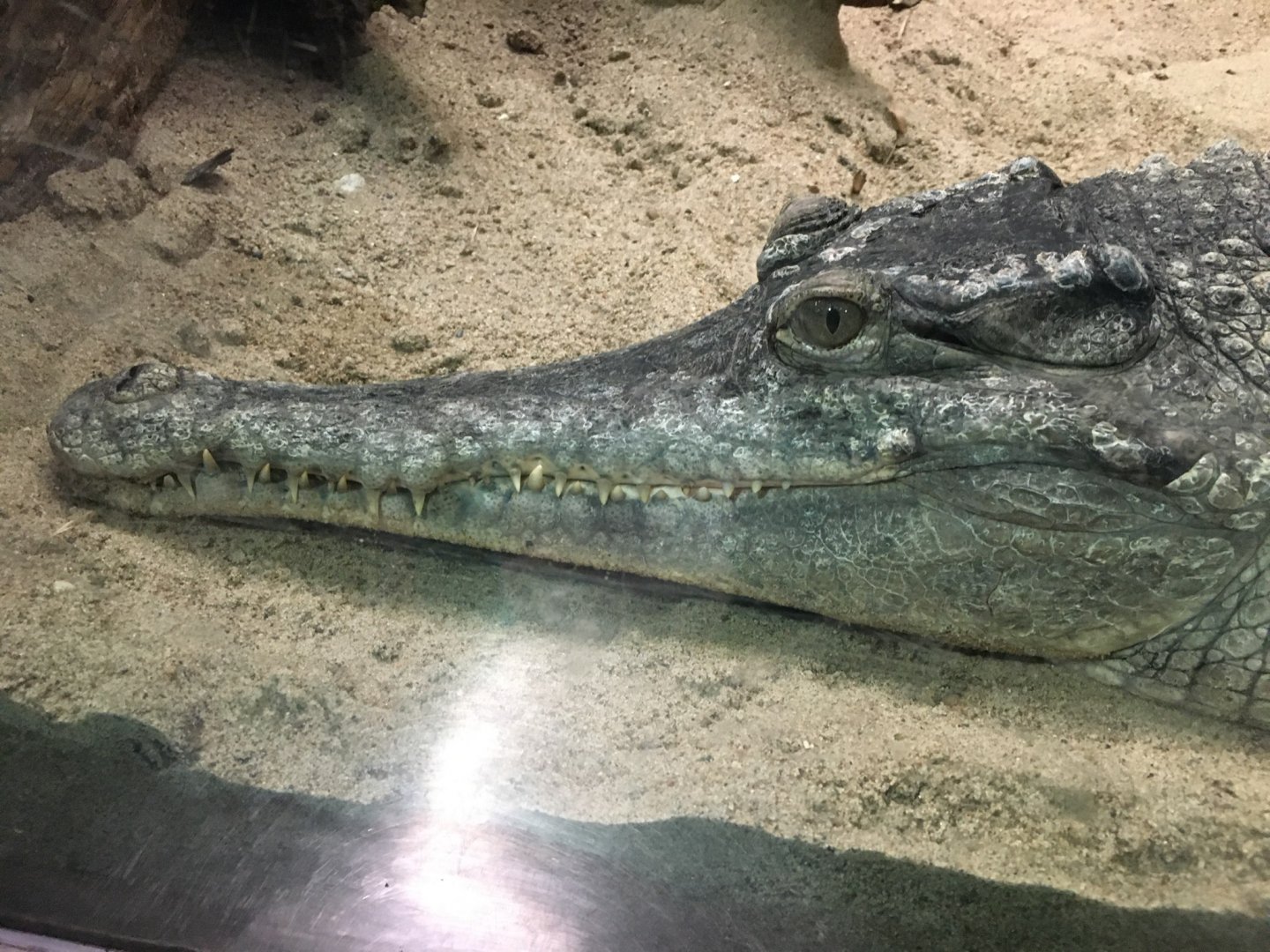 Central or West African Slender-Snouted Crocodile?