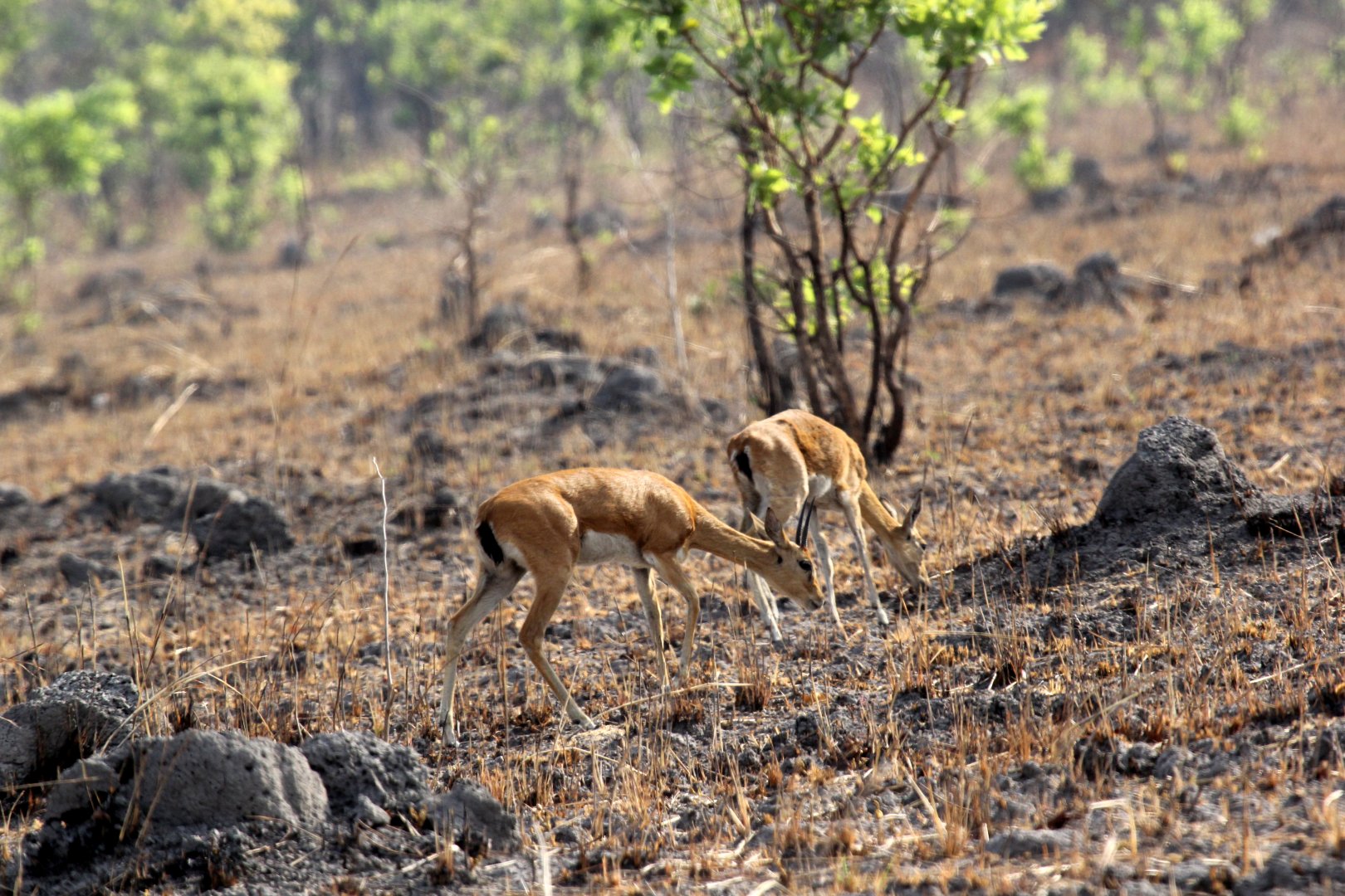 Central oribi (Ourebia ourebi hastata)