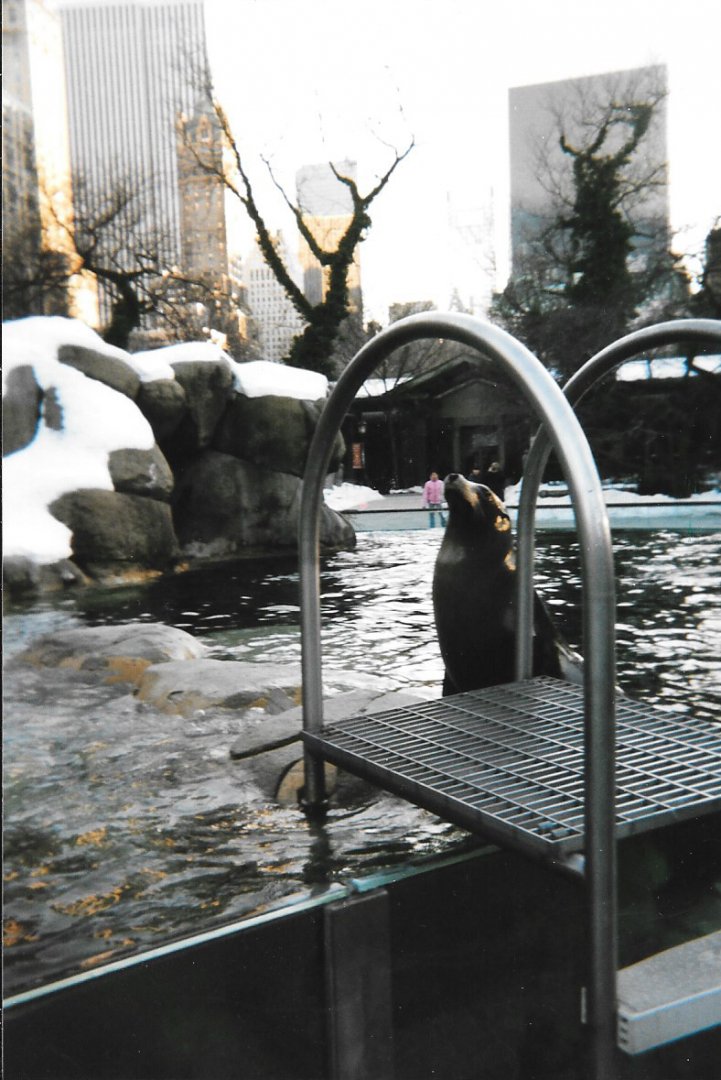 Central Park Zoo, 2001, sea lion
