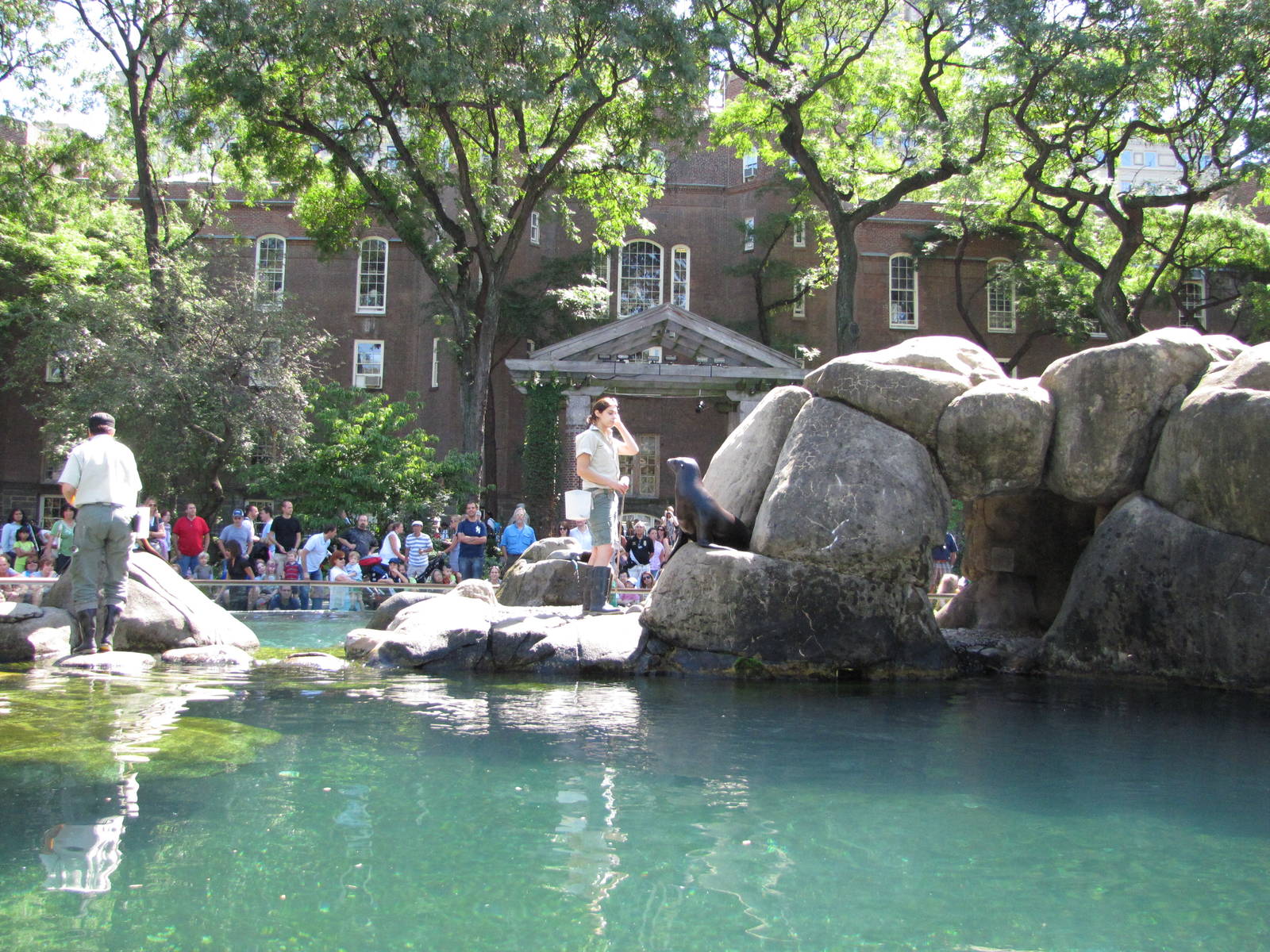 Central Park Zoo 2010 - Feeding in the historic Sea Lion Pool