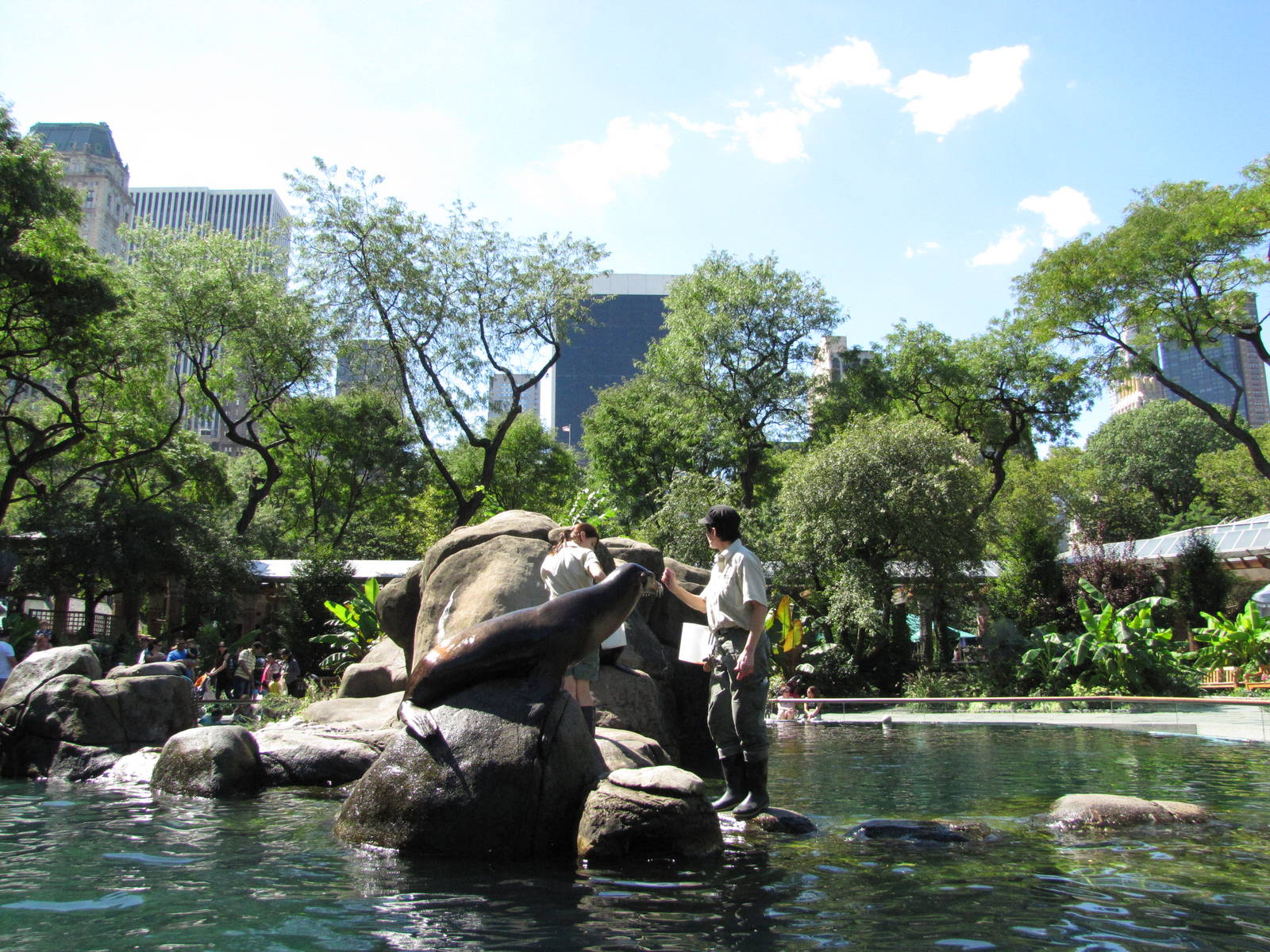 Central Park Zoo 2010 - Feeding in the historic Sea Lion Pool