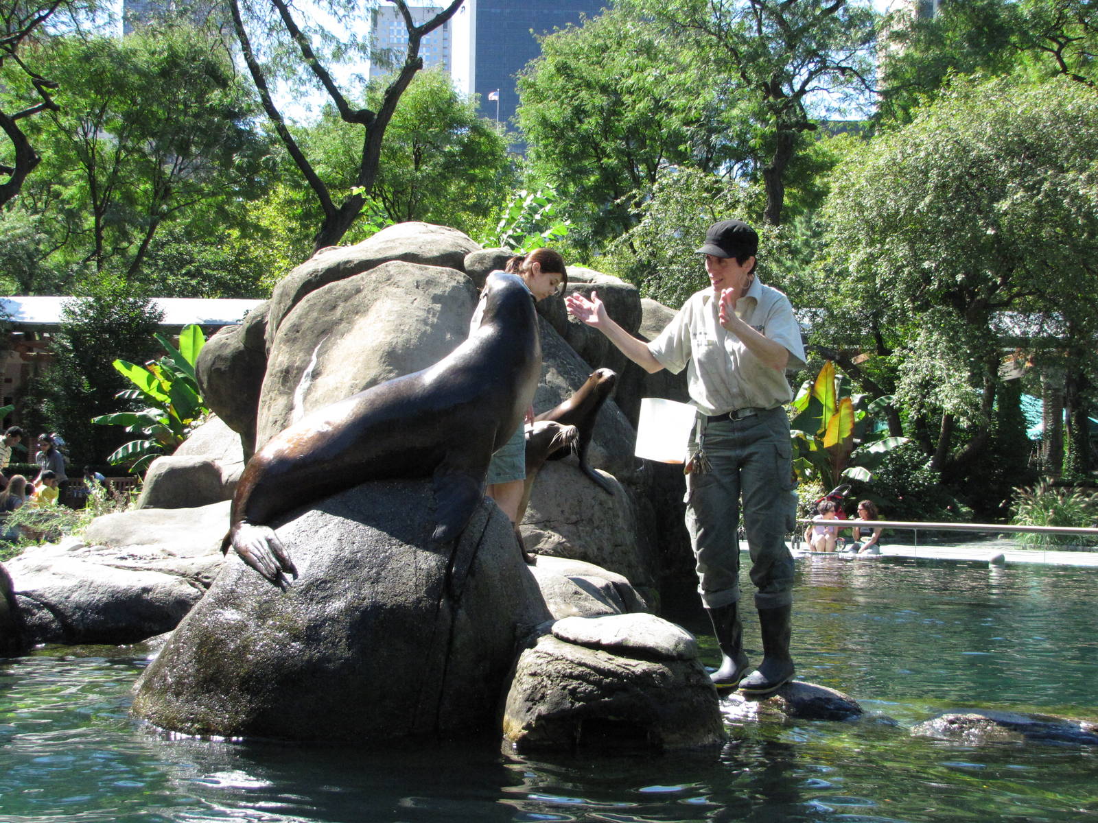 Central Park Zoo 2010 - Feeding in the historic Sea Lion Pool