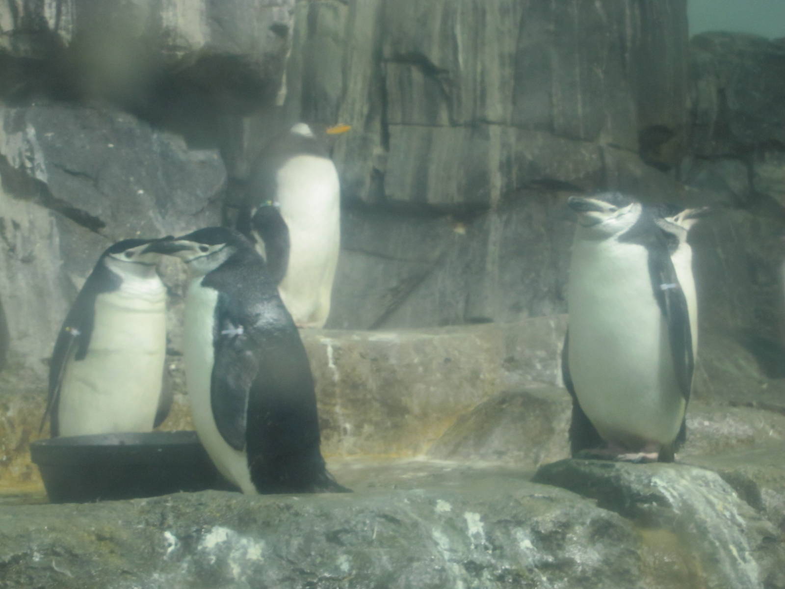 Central Park Zoo 2010 - Gentoo and Chinstrap Penguins in Polar Seabirds