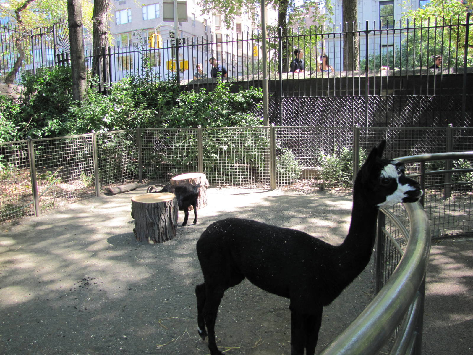 Central Park Zoo 2010 - Llama and goat in Tisch Childrens Zoo