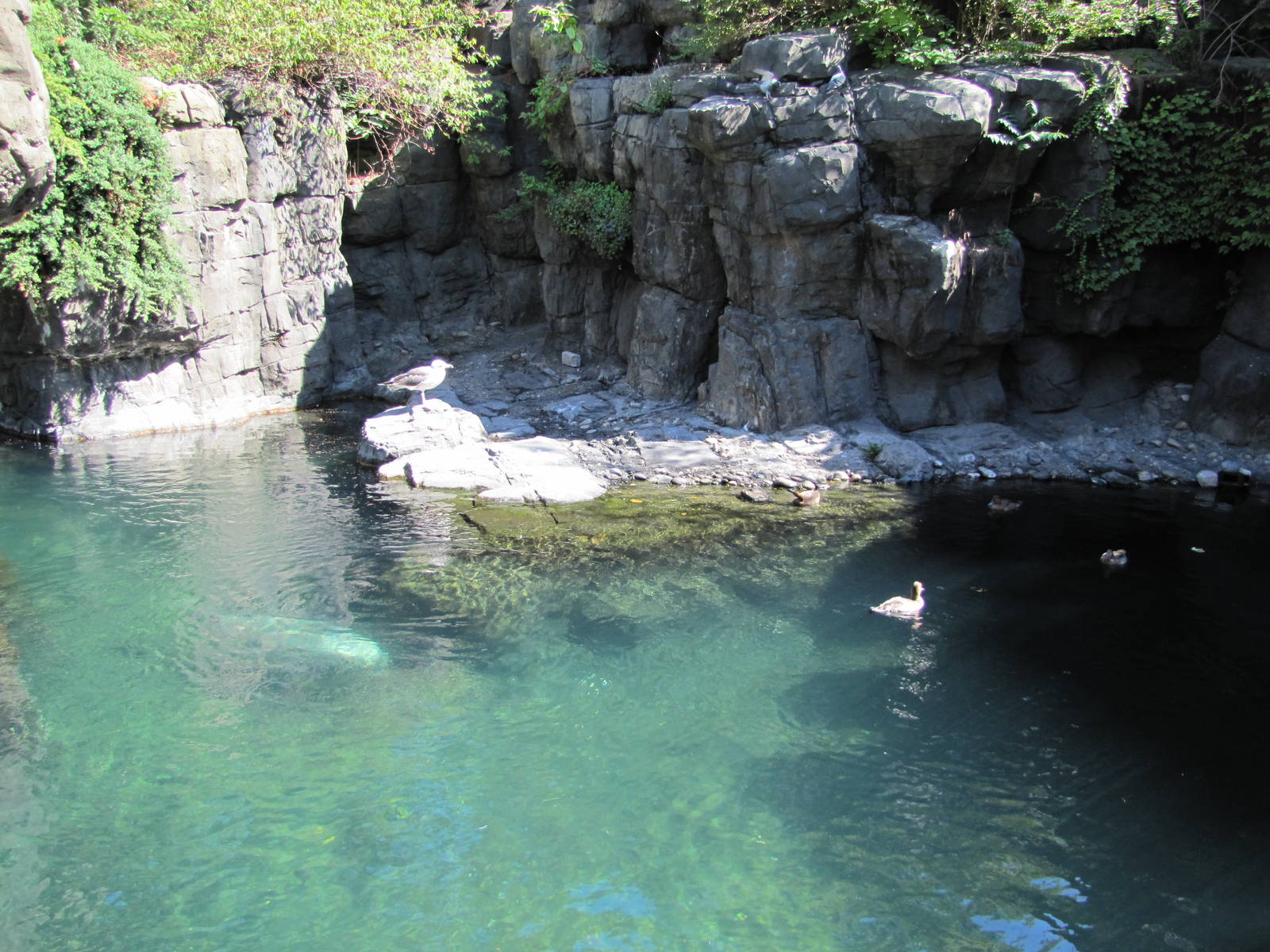 Central Park Zoo 2010 - Part of Common Seal exhibit