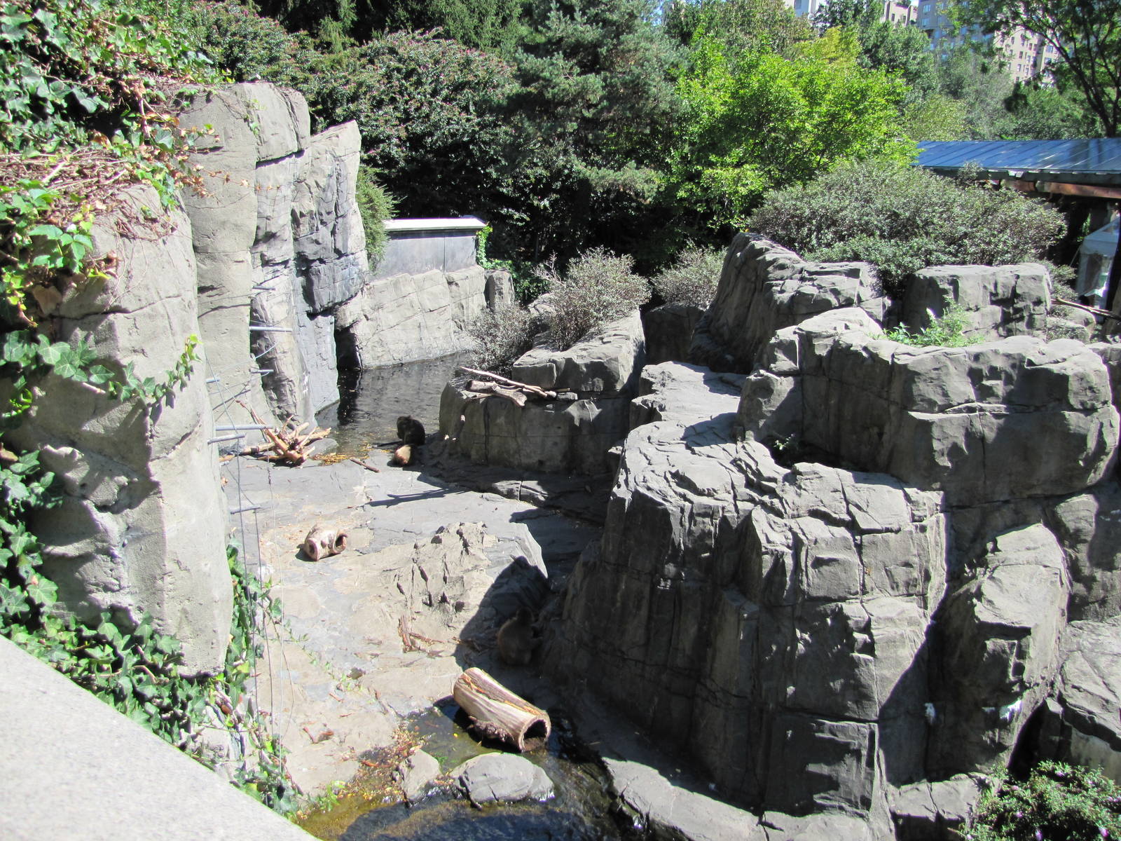 Central Park Zoo 2010 - Part of Japanese Macaque exhibit