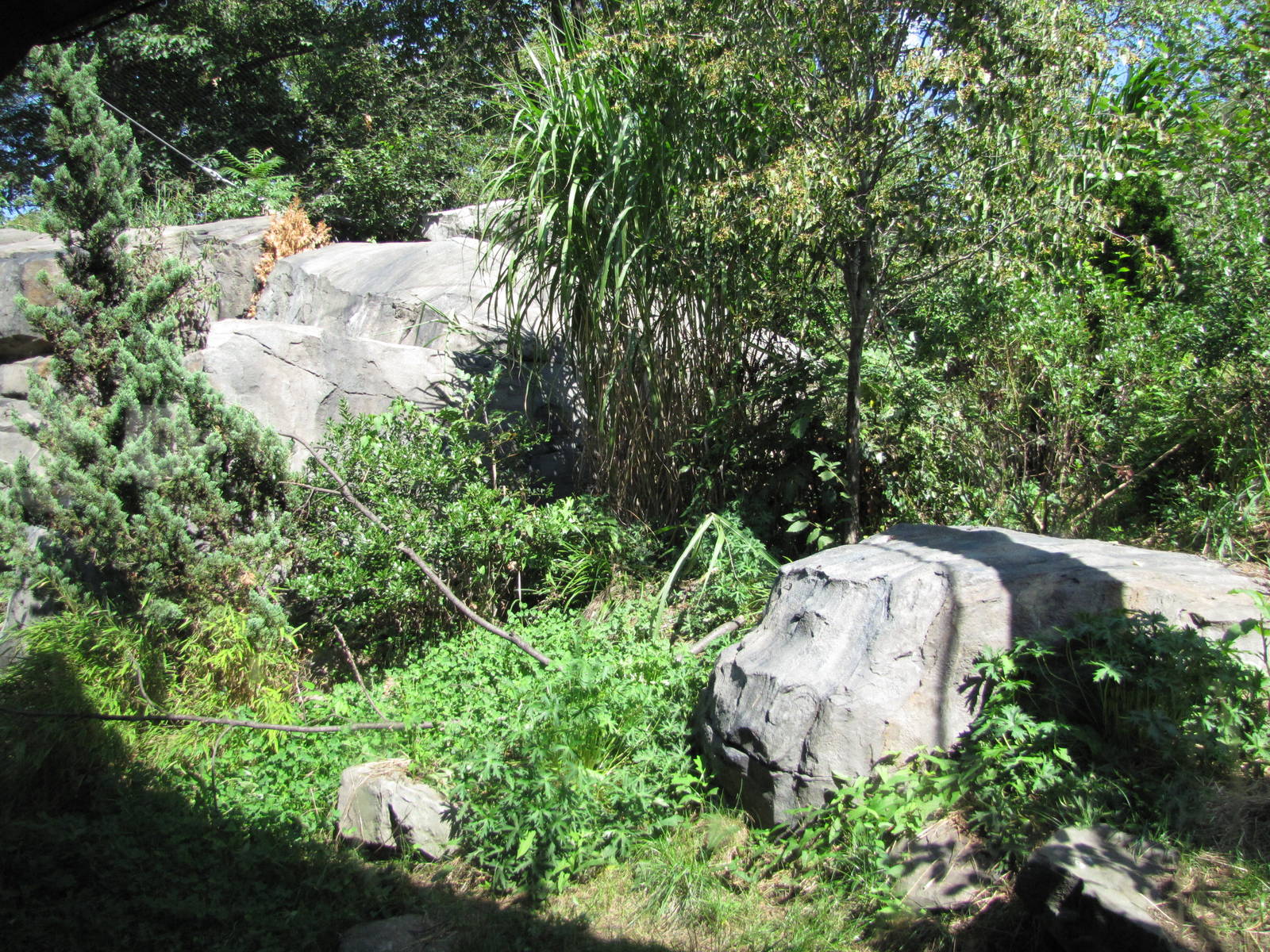 Central Park Zoo 2010 - Part of Snow Leopard exhibit