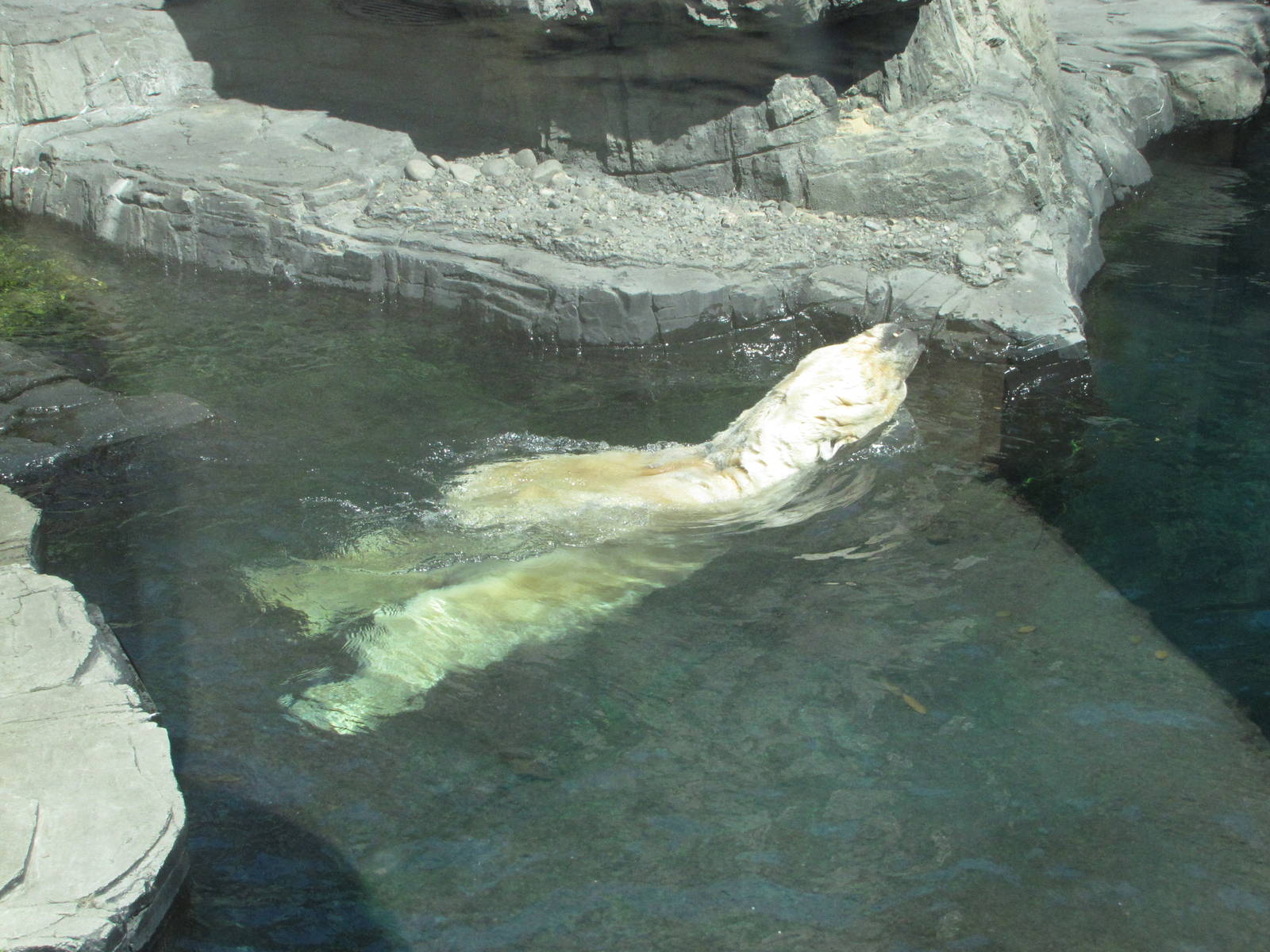 Central Park Zoo 2010 - Polar Bear backswim
