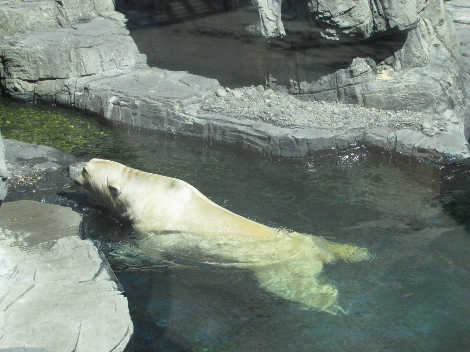 Central Park Zoo 2010 - Polar Bear in the water