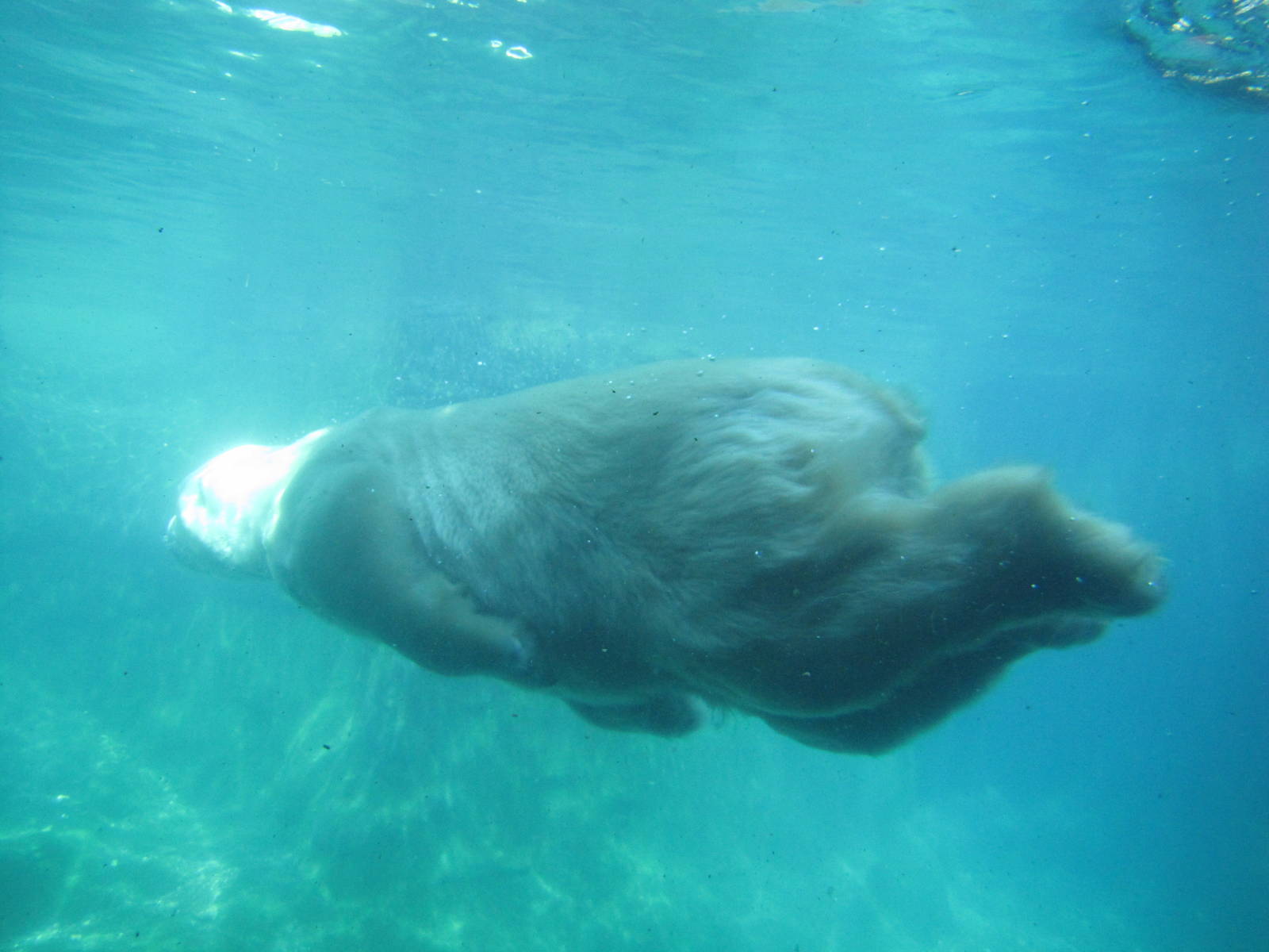 Central Park Zoo 2010 - Polar Bear underwater