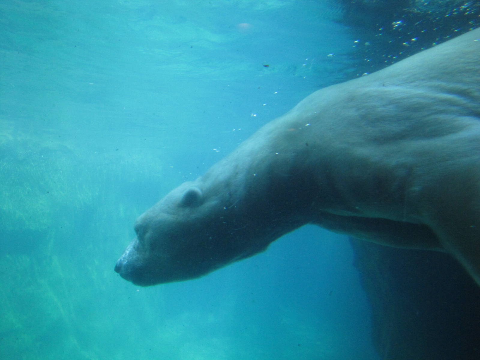 Central Park Zoo 2010 - Polar Bear underwater