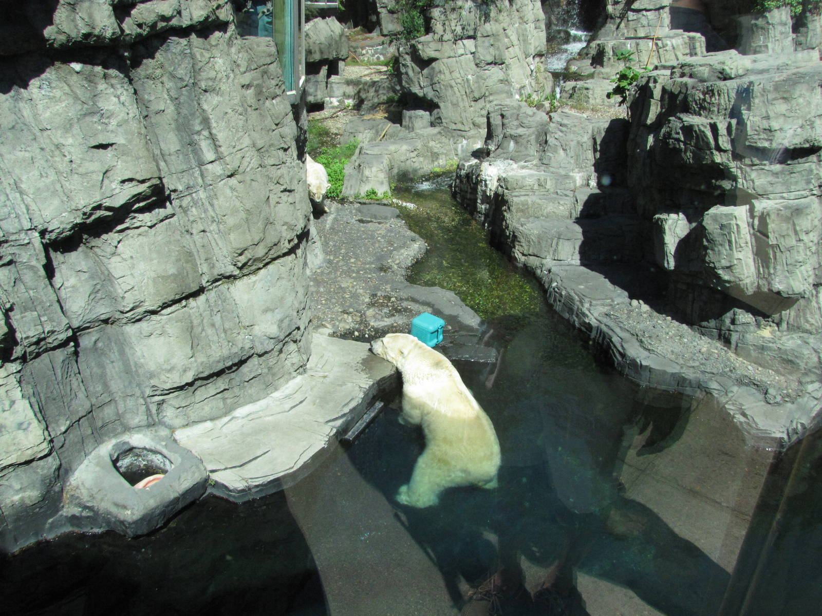 Central Park Zoo 2010 - Polar Bears seen from above