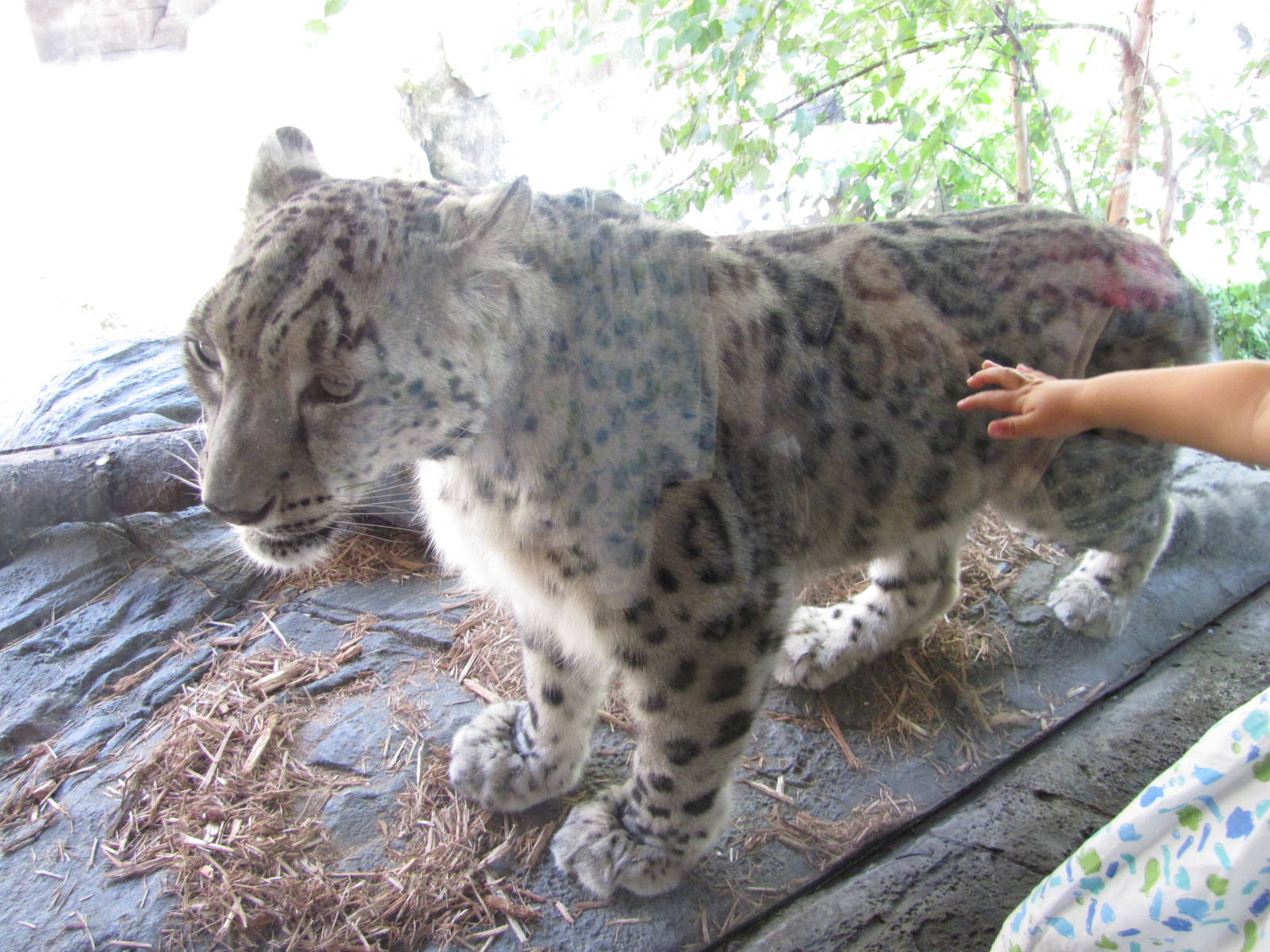 Central Park Zoo 2010 - Snow Leopard