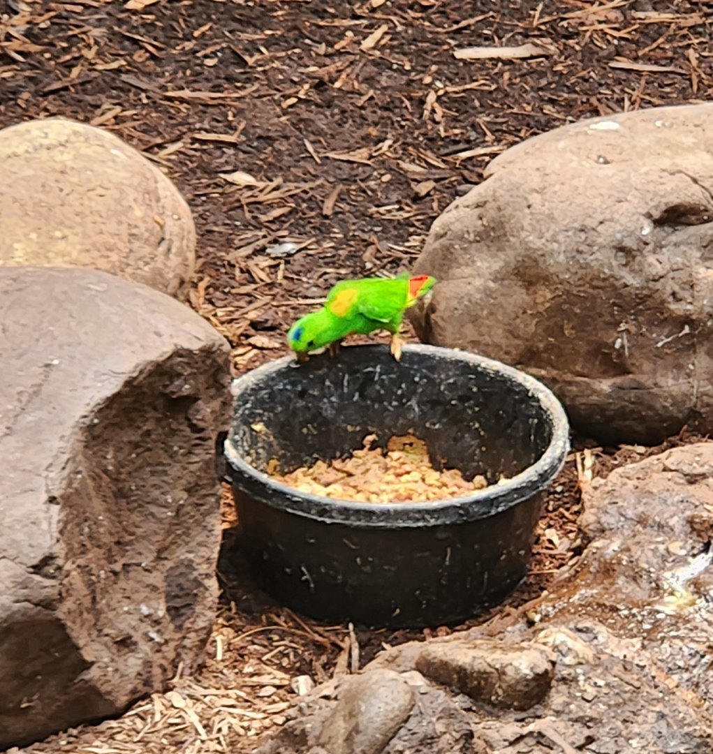 Central Park Zoo (2023) - Blue-crowned Hanging Parrot
