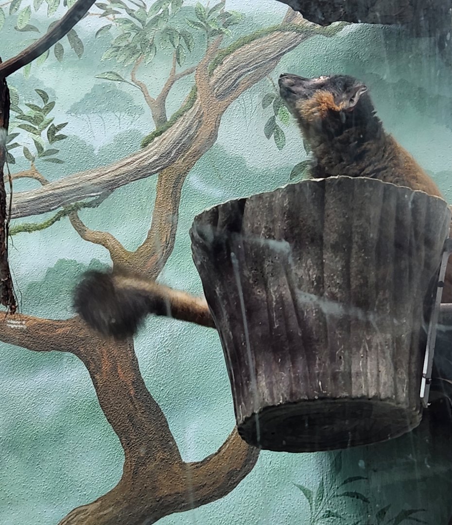 Central Park Zoo (2023) - Collared Brown Lemur