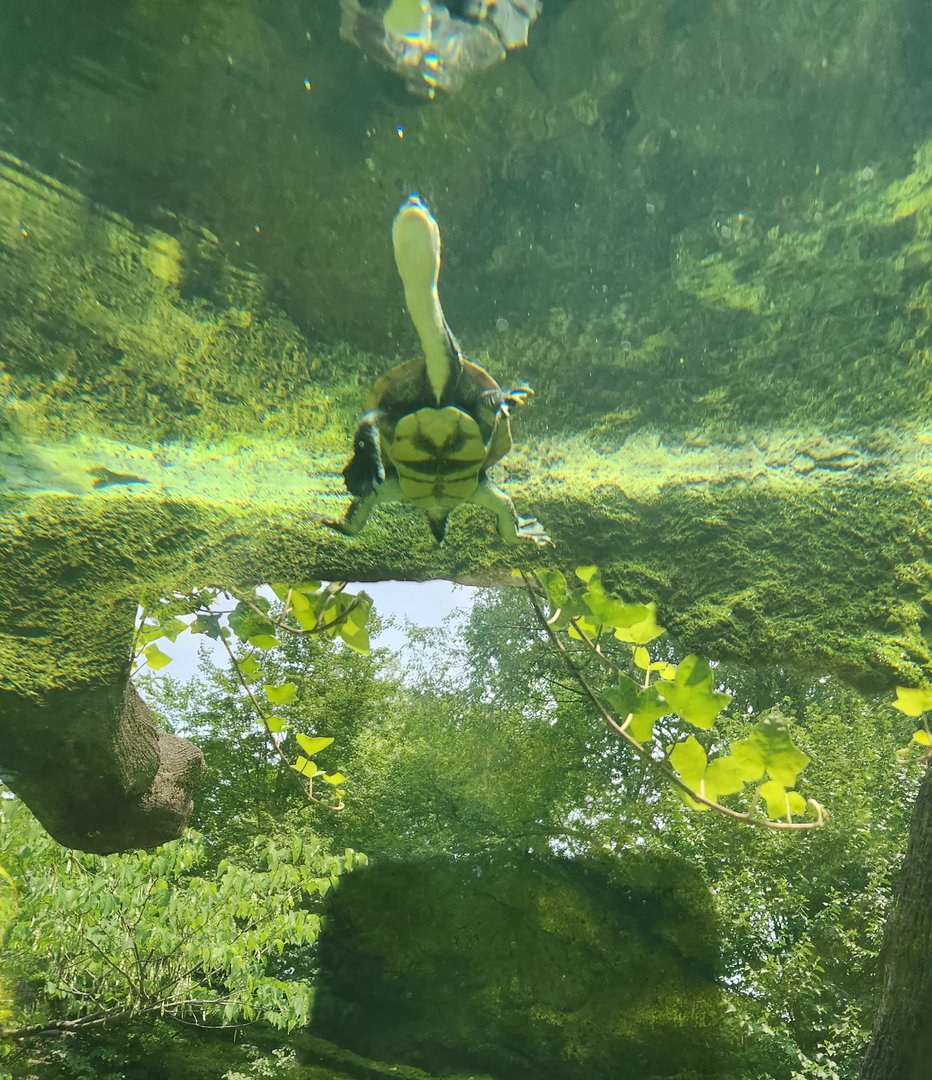 Central Park Zoo (2023) - Roti Island Snake-necked Turtle