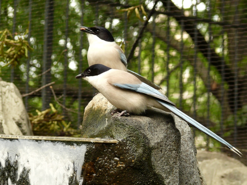 Central Park Zoo - Azure-Winged magpie