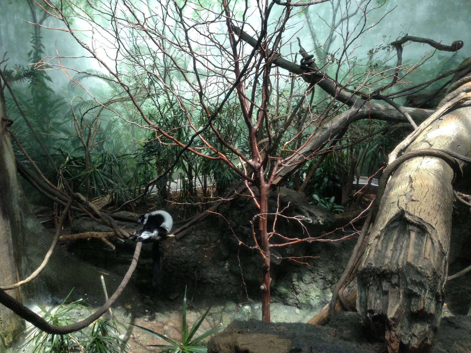 Central Park Zoo- Black and White Ruffed Lemur Exhibit