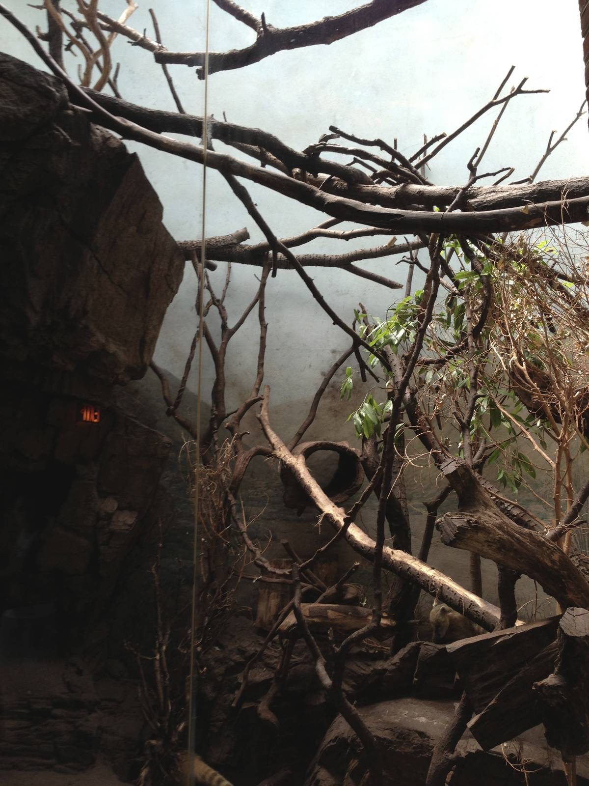 Central Park Zoo- Coati Exhibit