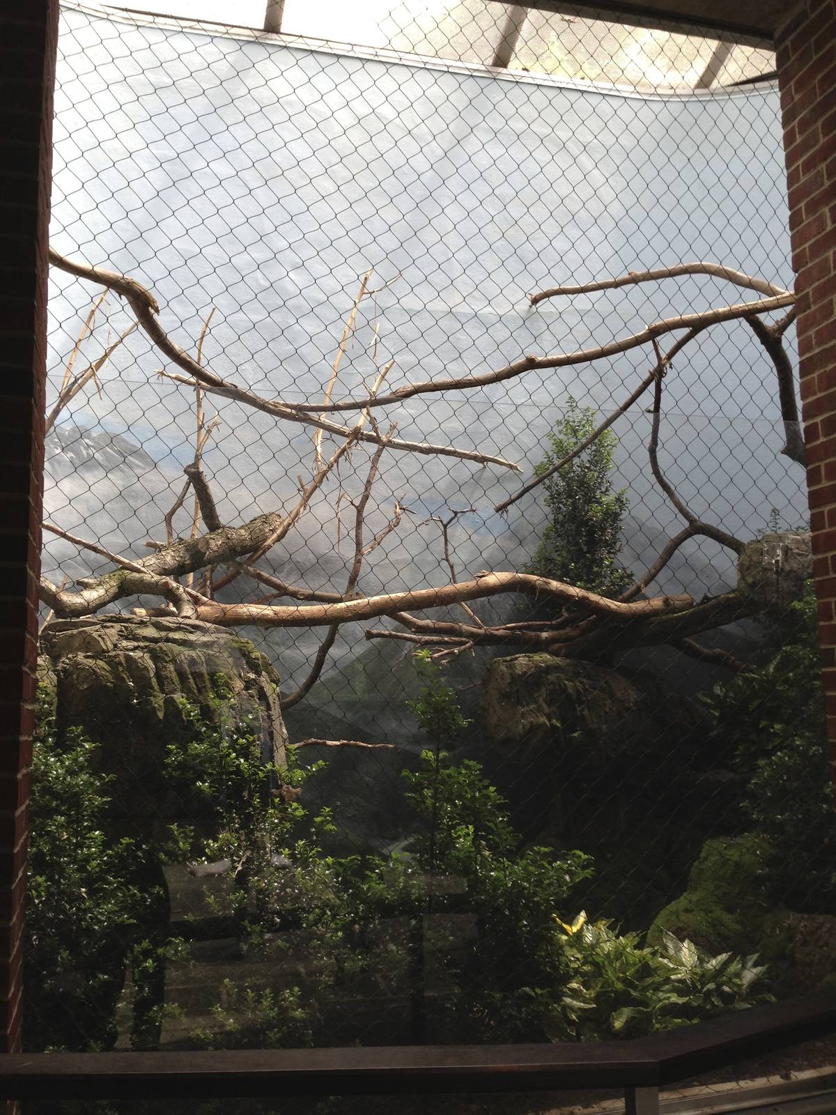 Central Park Zoo- Eurasian Eagle Owl Exhibit