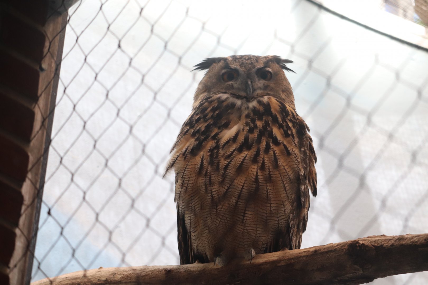 Central Park Zoo - Eurasian Eagle Owl