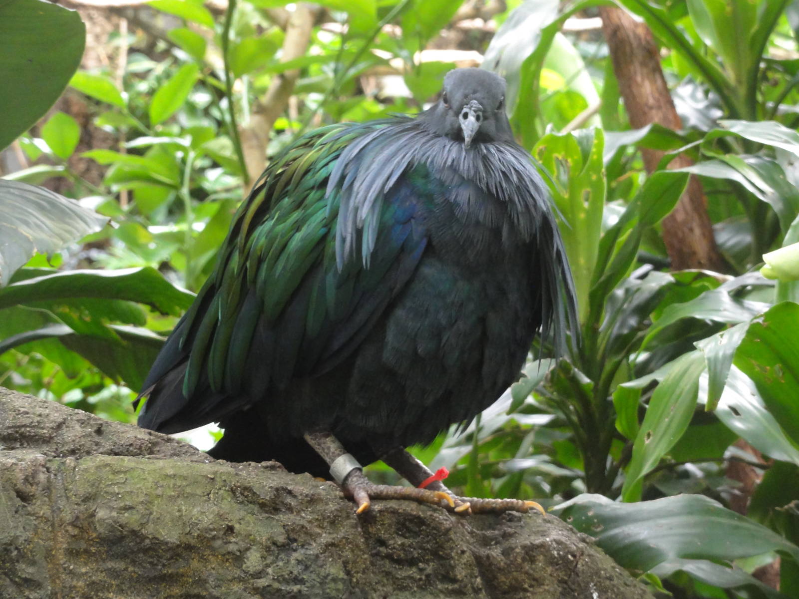 Central Park Zoo: July 2016
