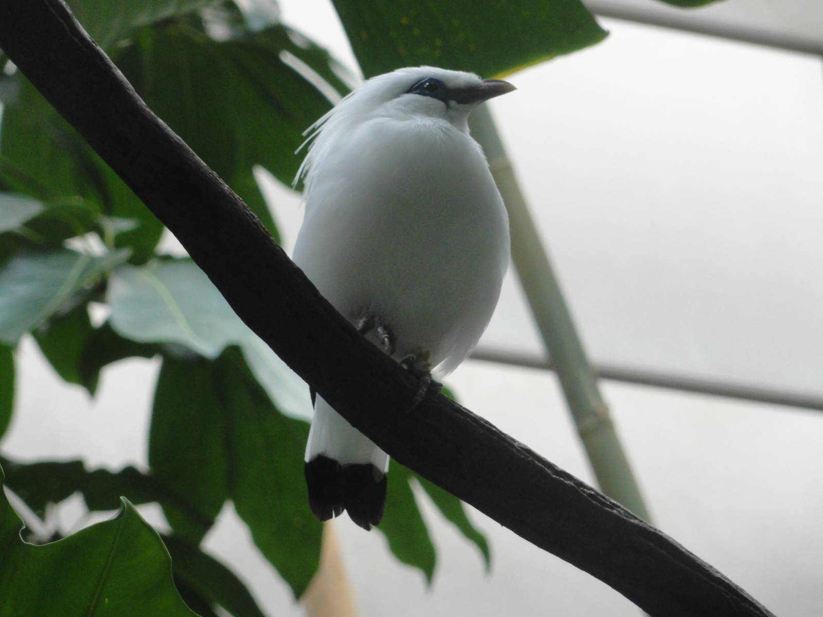 Central Park Zoo: July 2016