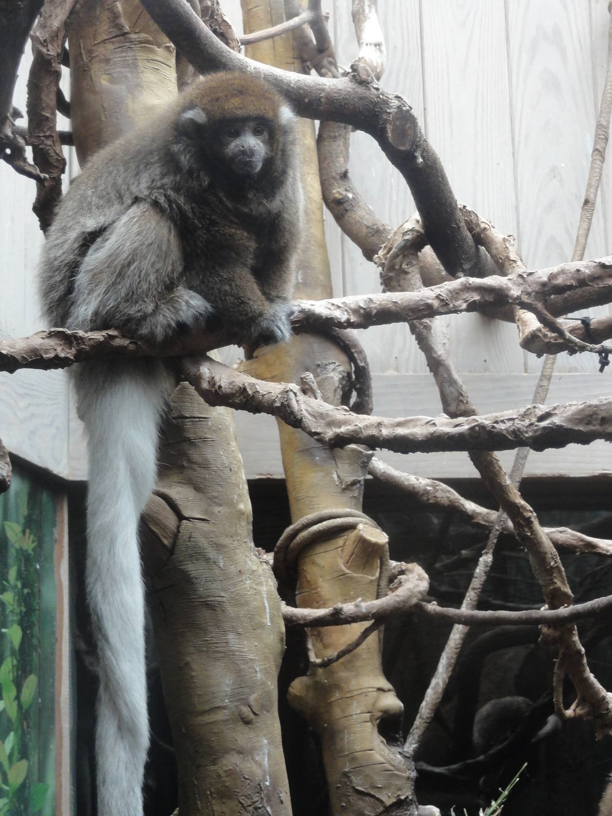 Central Park Zoo: July 2016