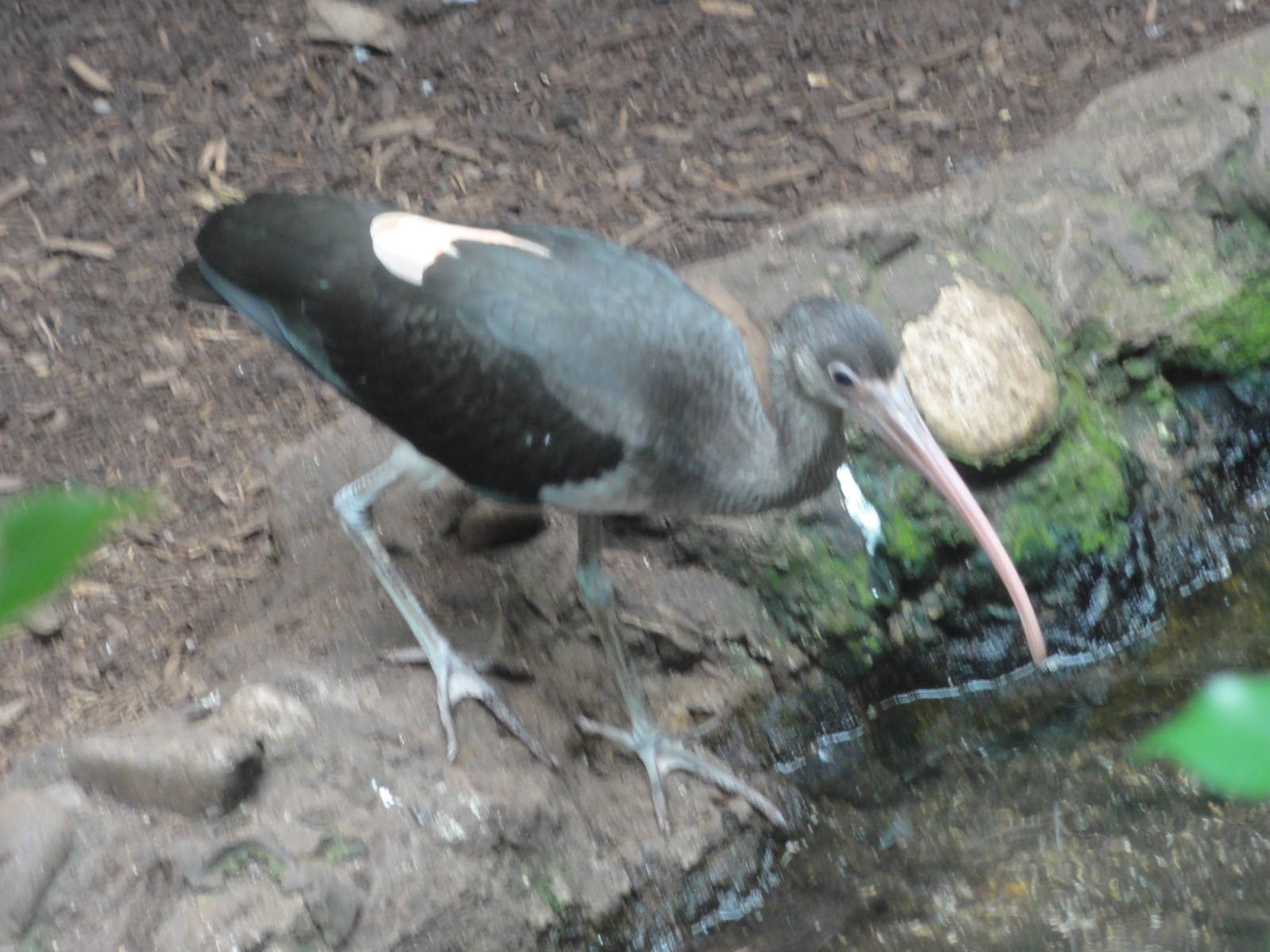 Central Park Zoo: July 2016