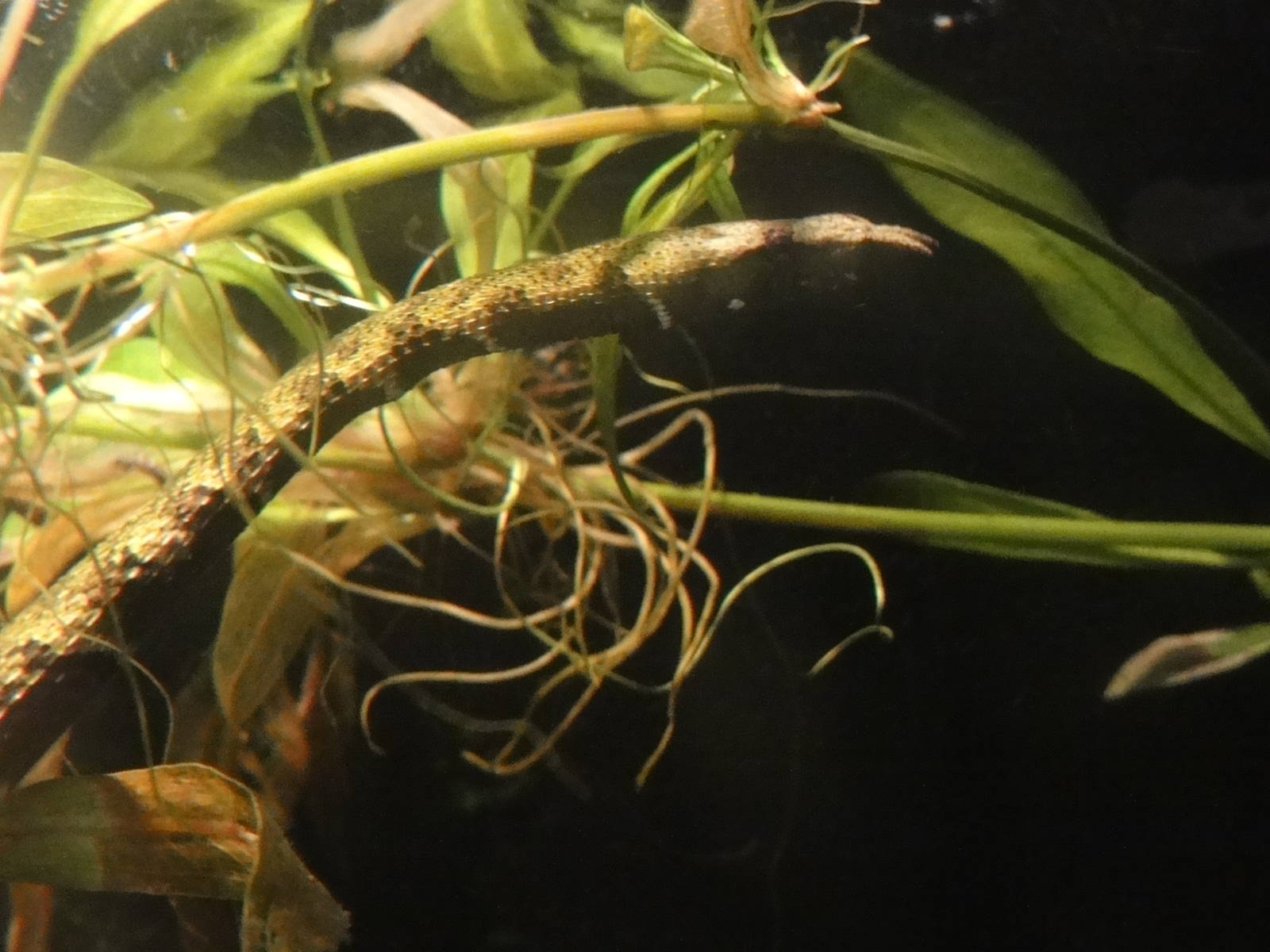 Central Park Zoo: July 2016