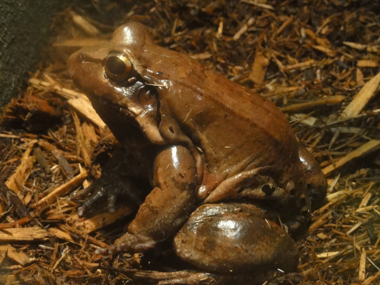 Central Park Zoo: July 2016