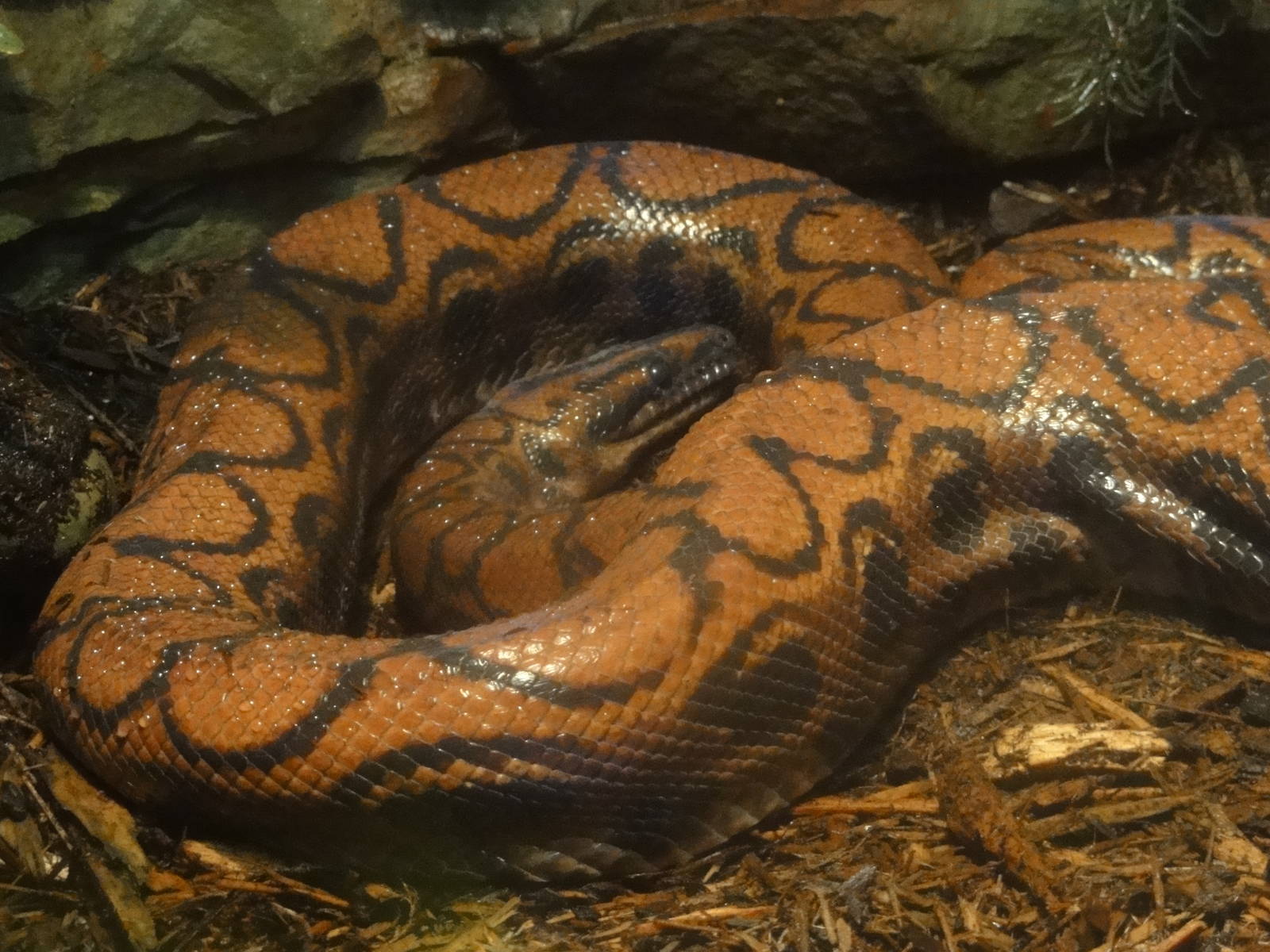 Central Park Zoo: July 2016