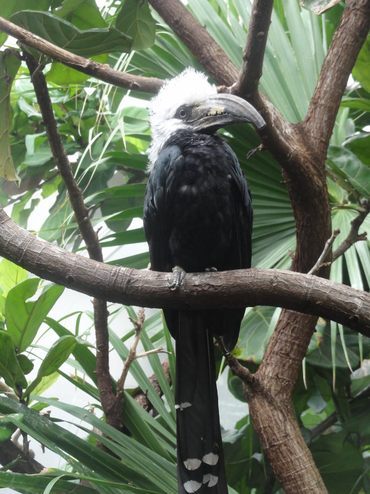 Central Park Zoo: July 2016