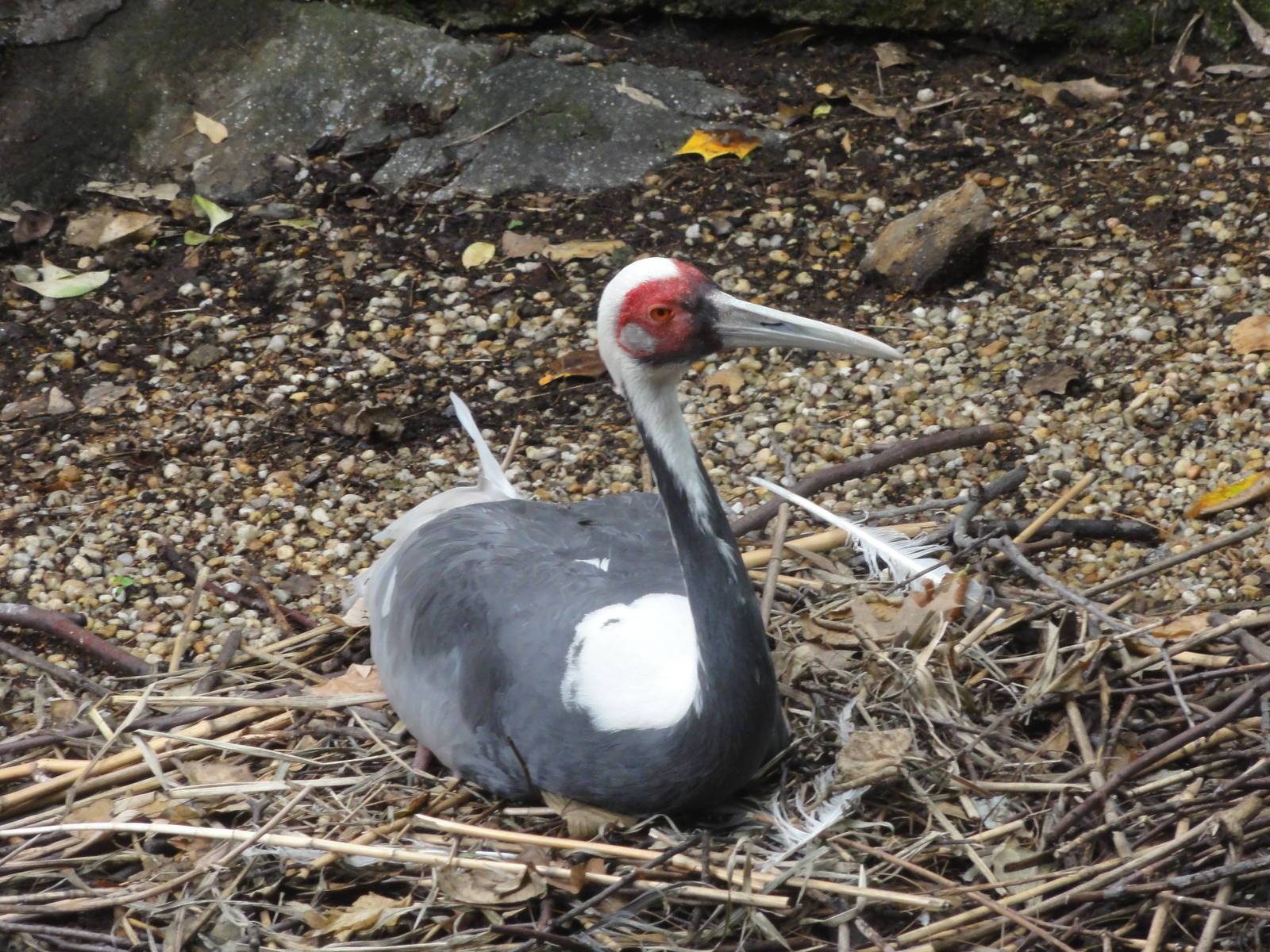 Central Park Zoo: July 2016